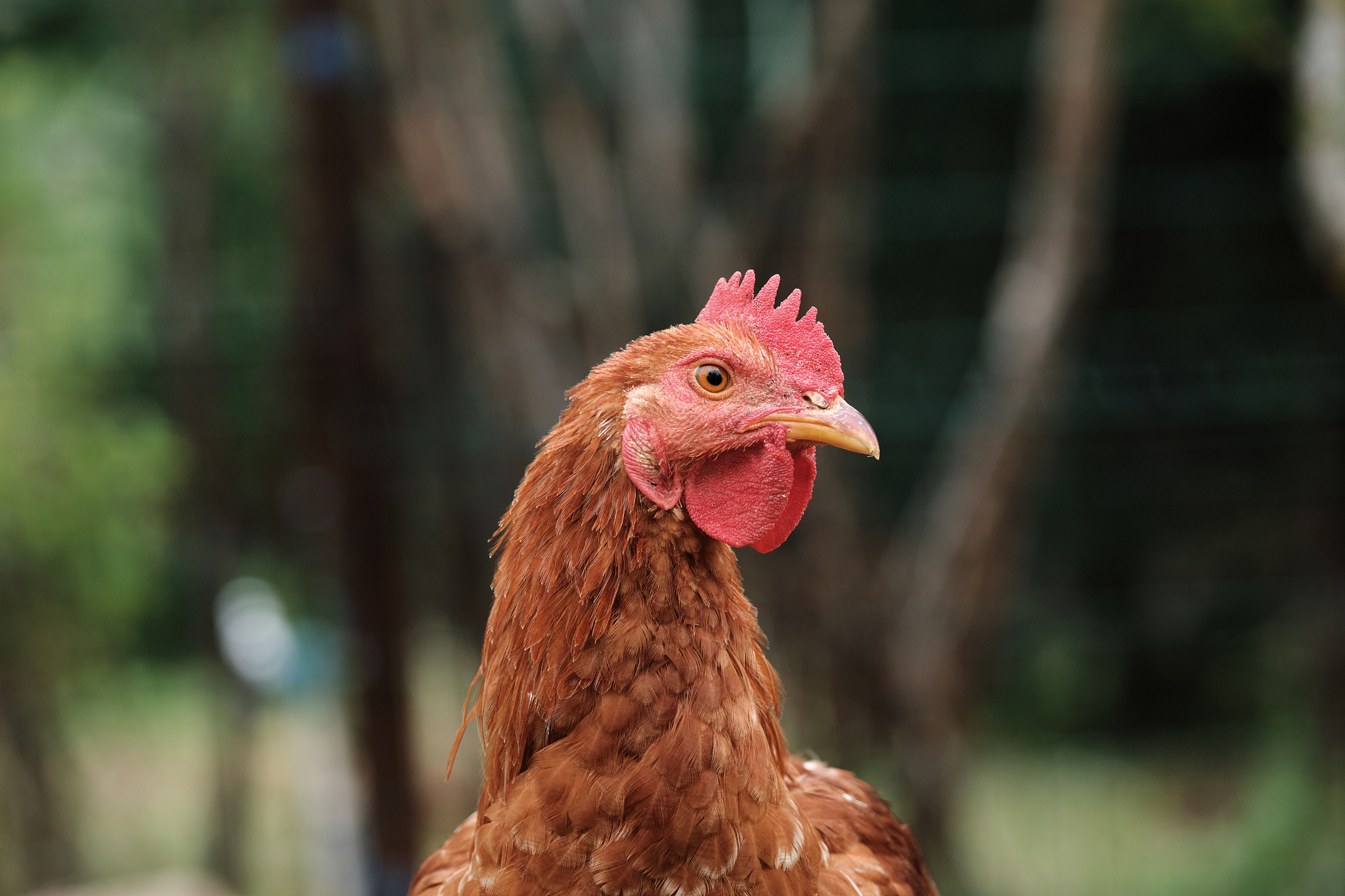 chicken on farm