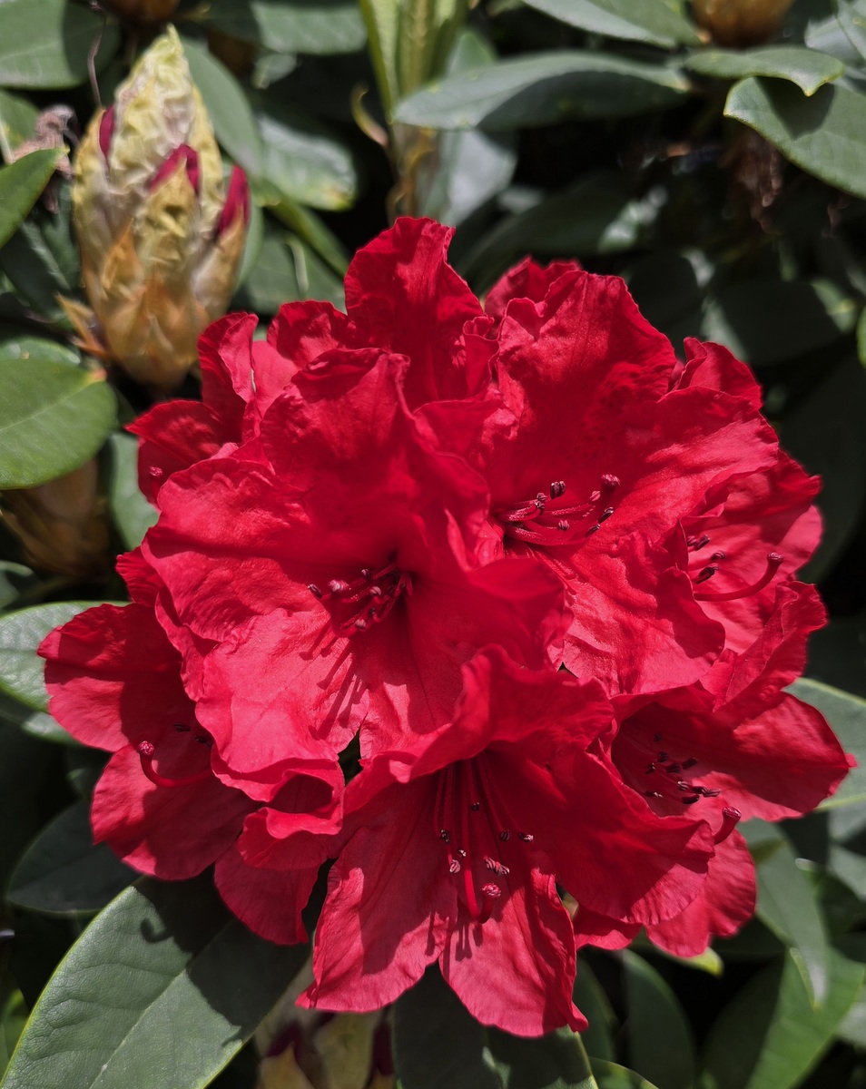 延长光照时间可以提早杜鹃、茶花等花卉开花吗？