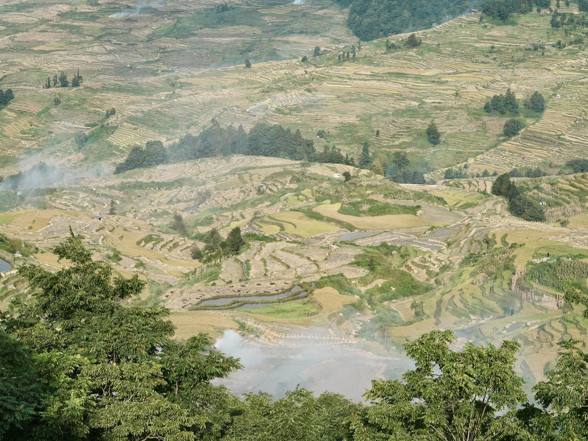 覆盖山地的郁郁葱葱的绿色梯田