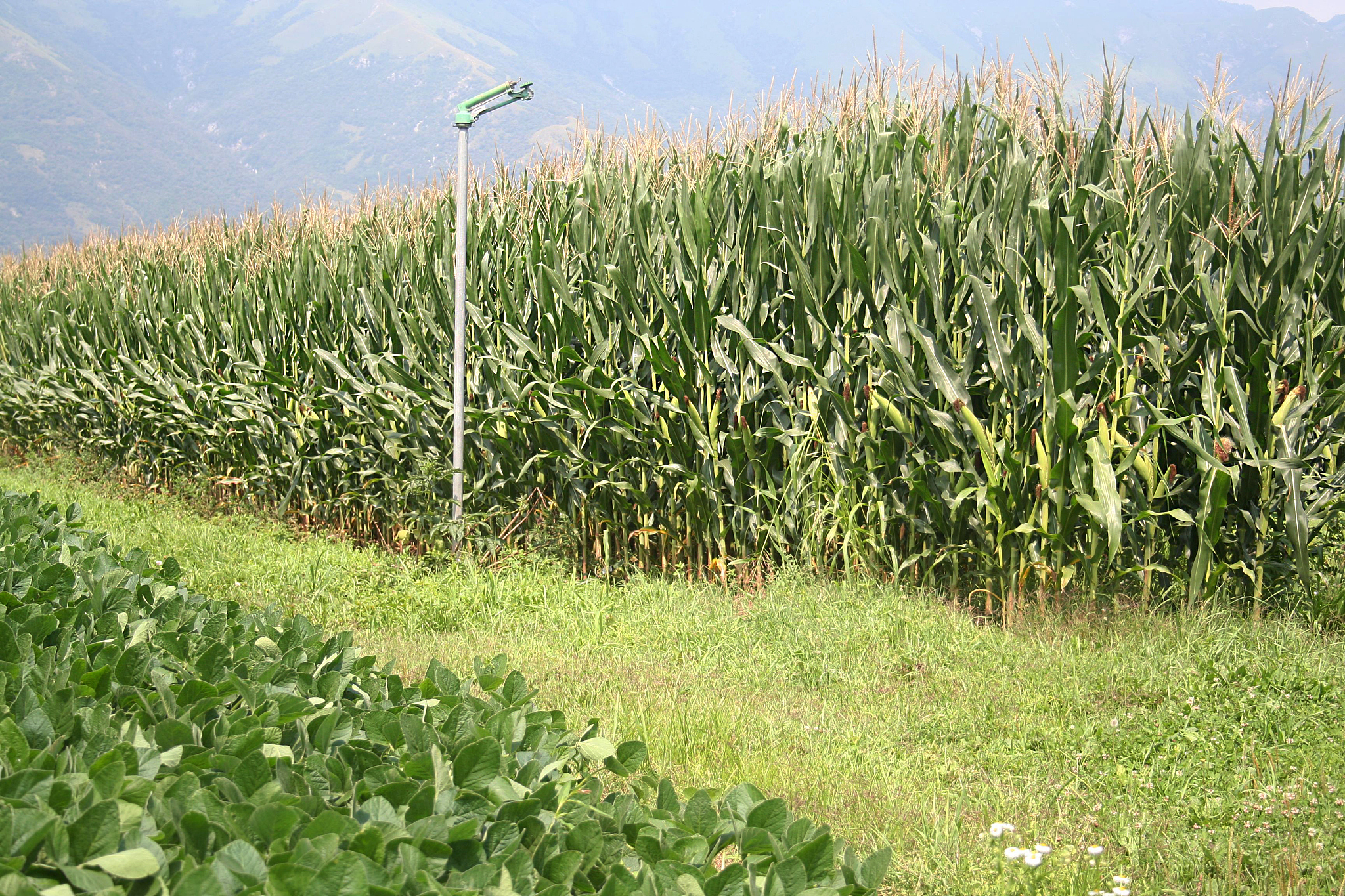 To address the contradiction problems thus we defined the intensity of spring frost occurred to evaluate the impact of spring frost to yield loss The results show that these intensity factors are incr