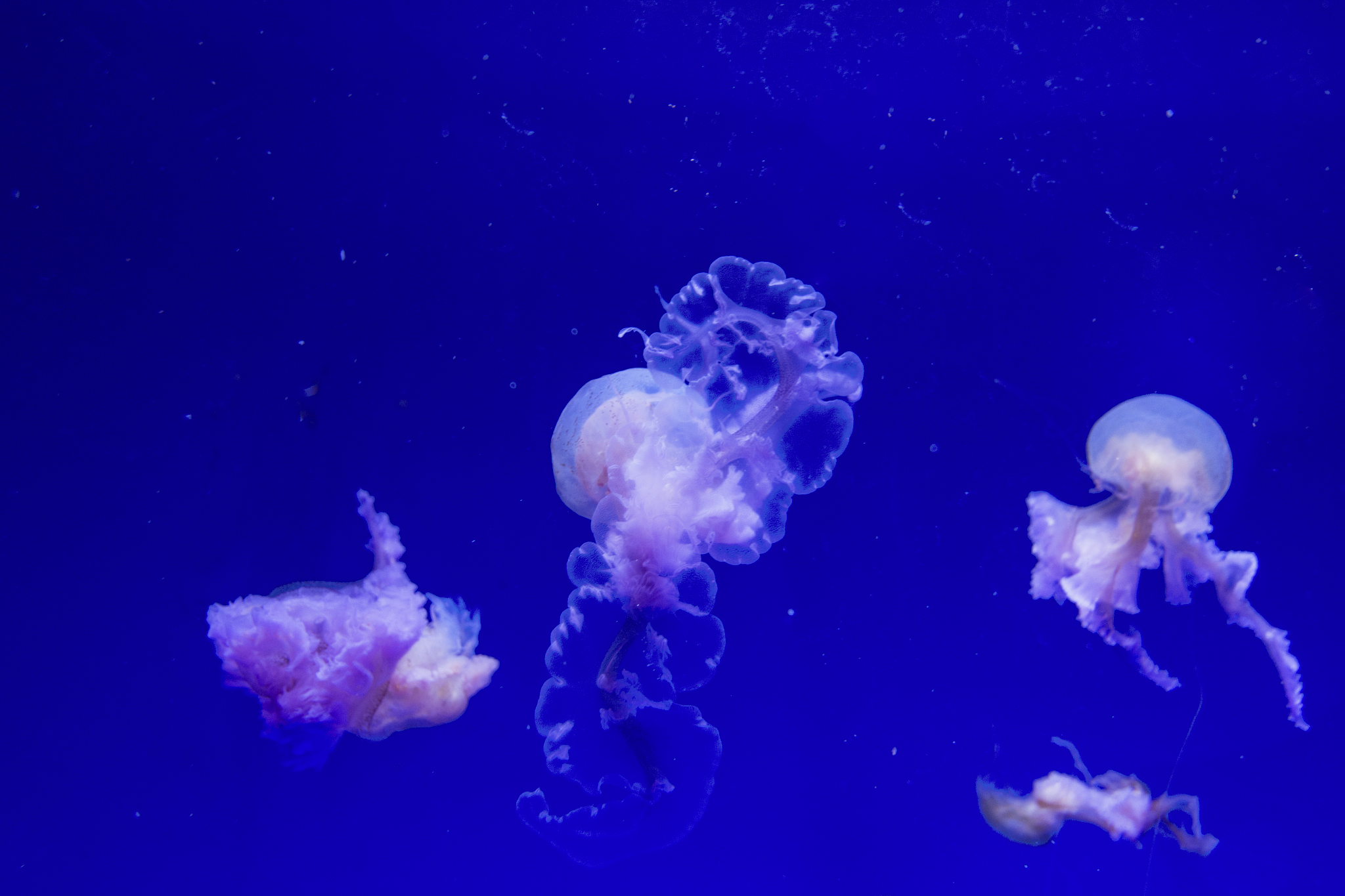 close-up of jellyfish against blue background