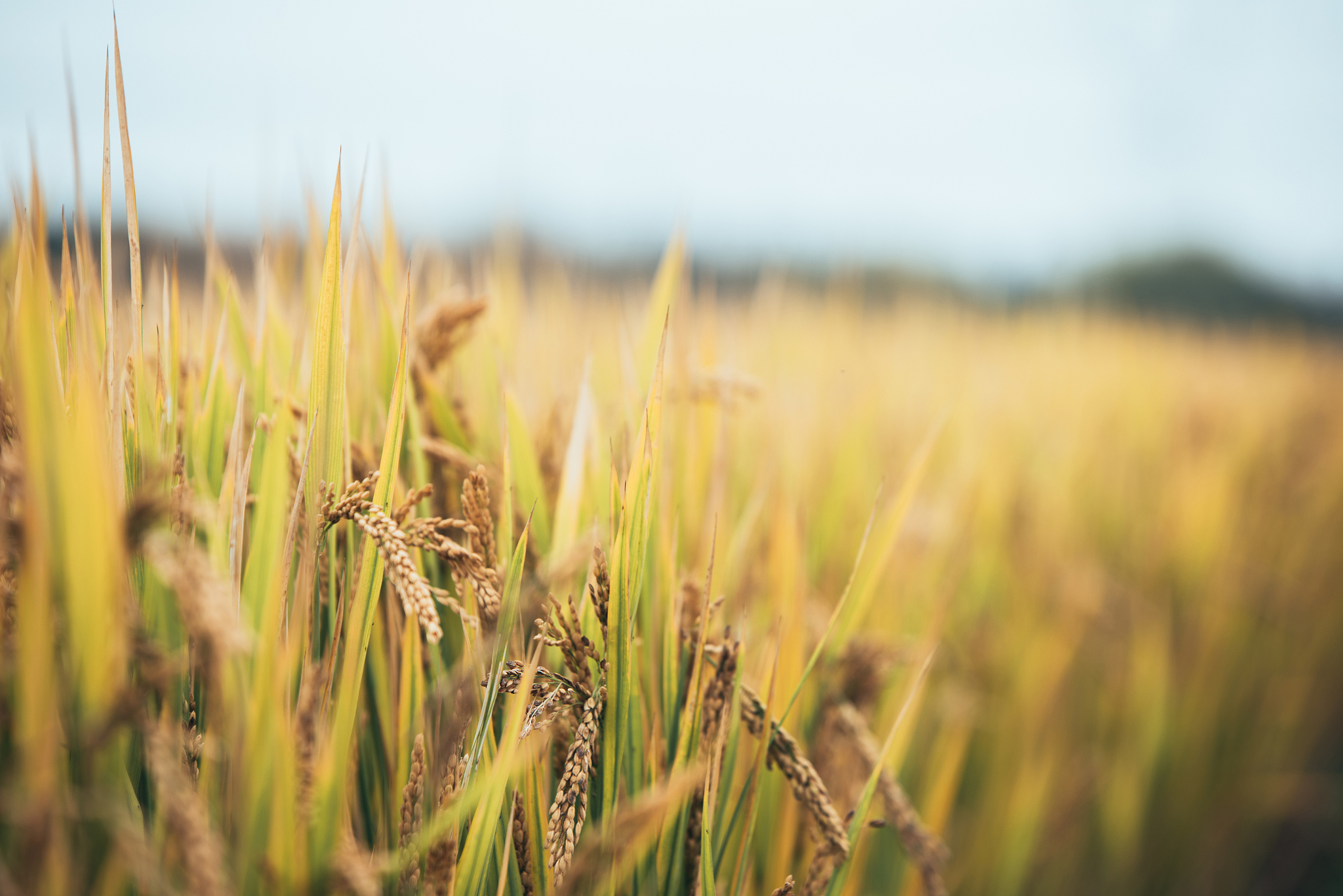 FIELD CROPS RESEARCH 稿件类型介绍