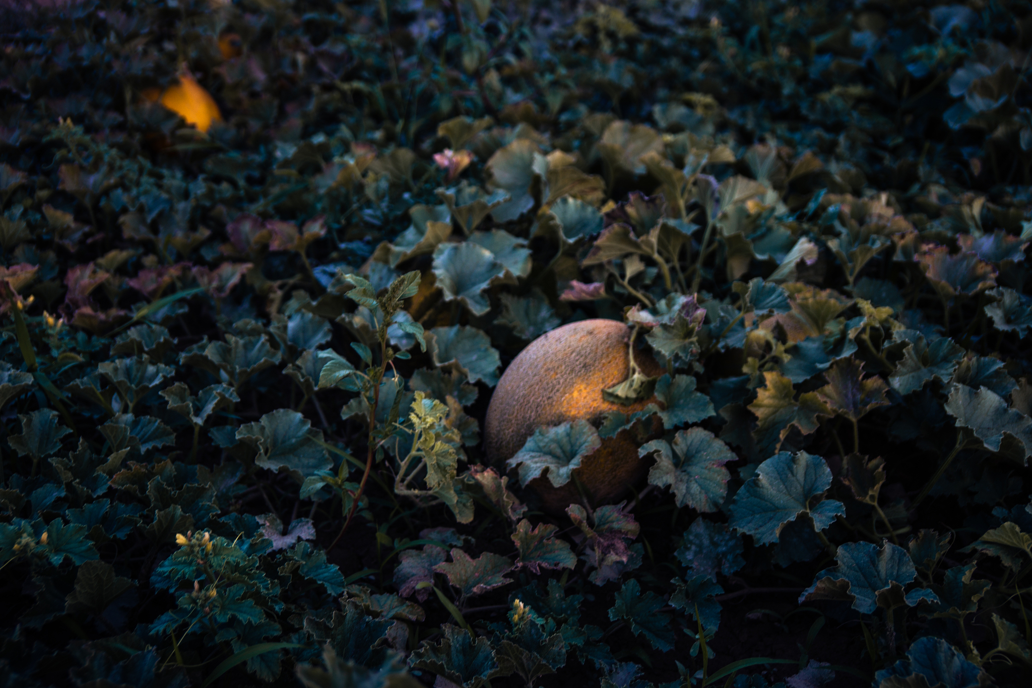 至臻小鱼人有必要买么回答+拓展