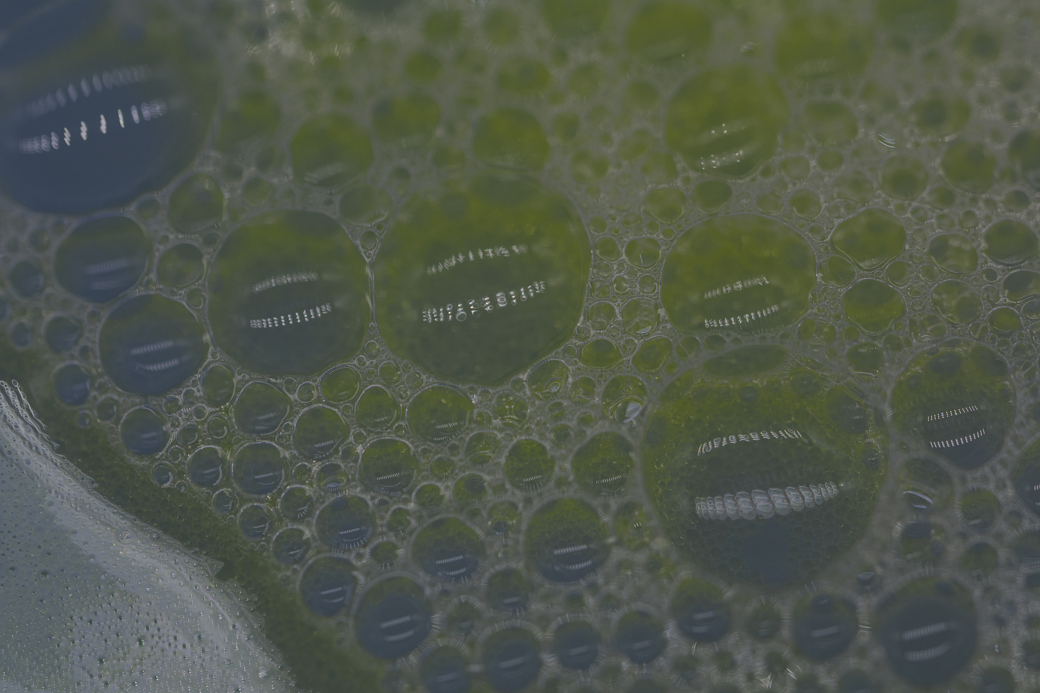 翻译：大小不等、形态不规则的软骨小叶小叶被纤维性条索分割细胞增生见广泛黏液样成分