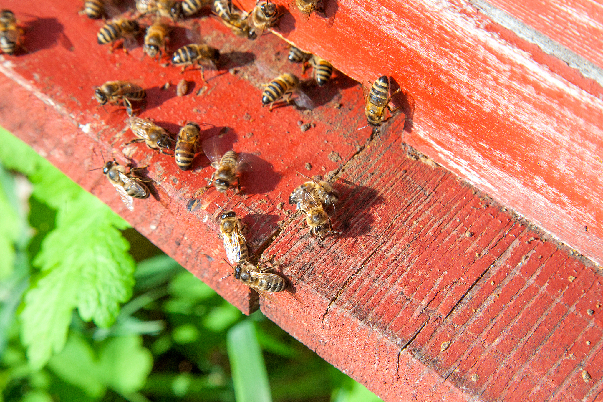 swarming bees at the entrance of old beehive in apiary.