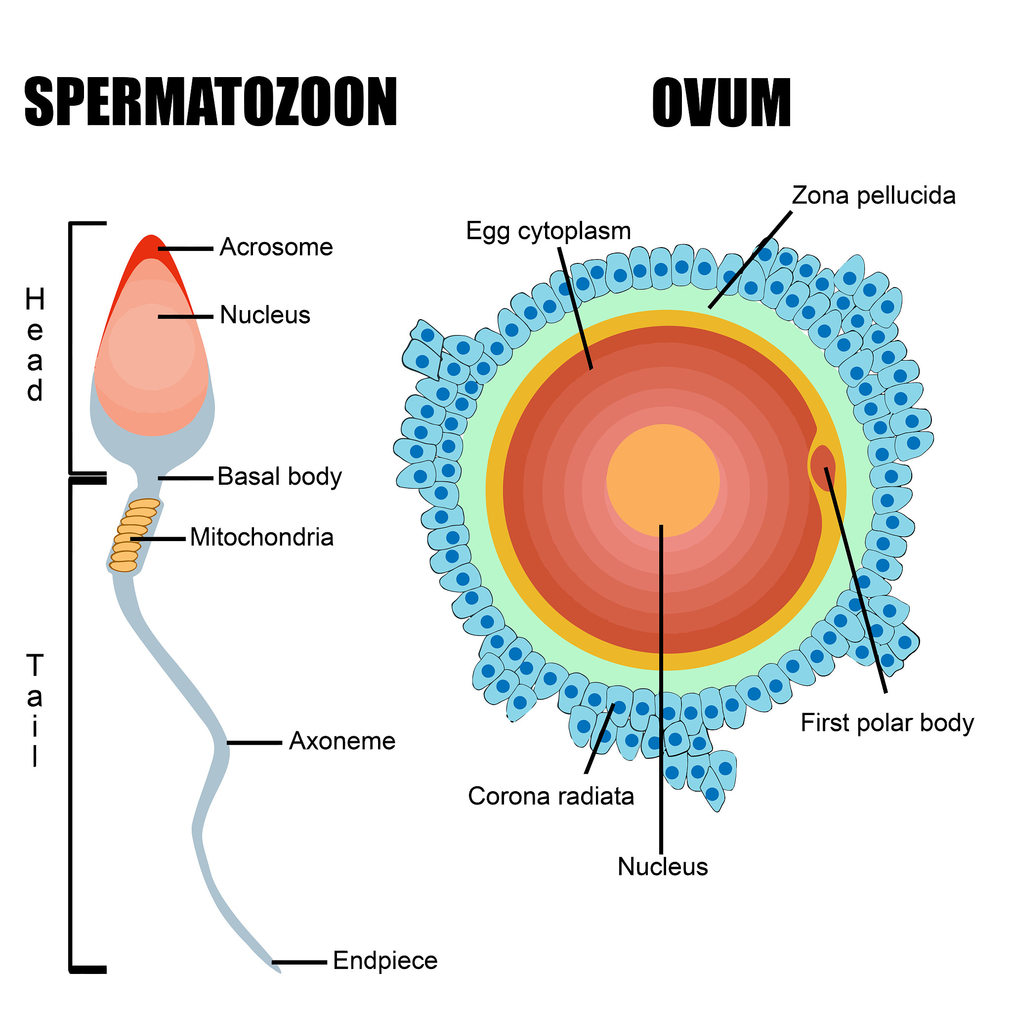 精子到达卵子需要多长时间？ - 受孕时间详解