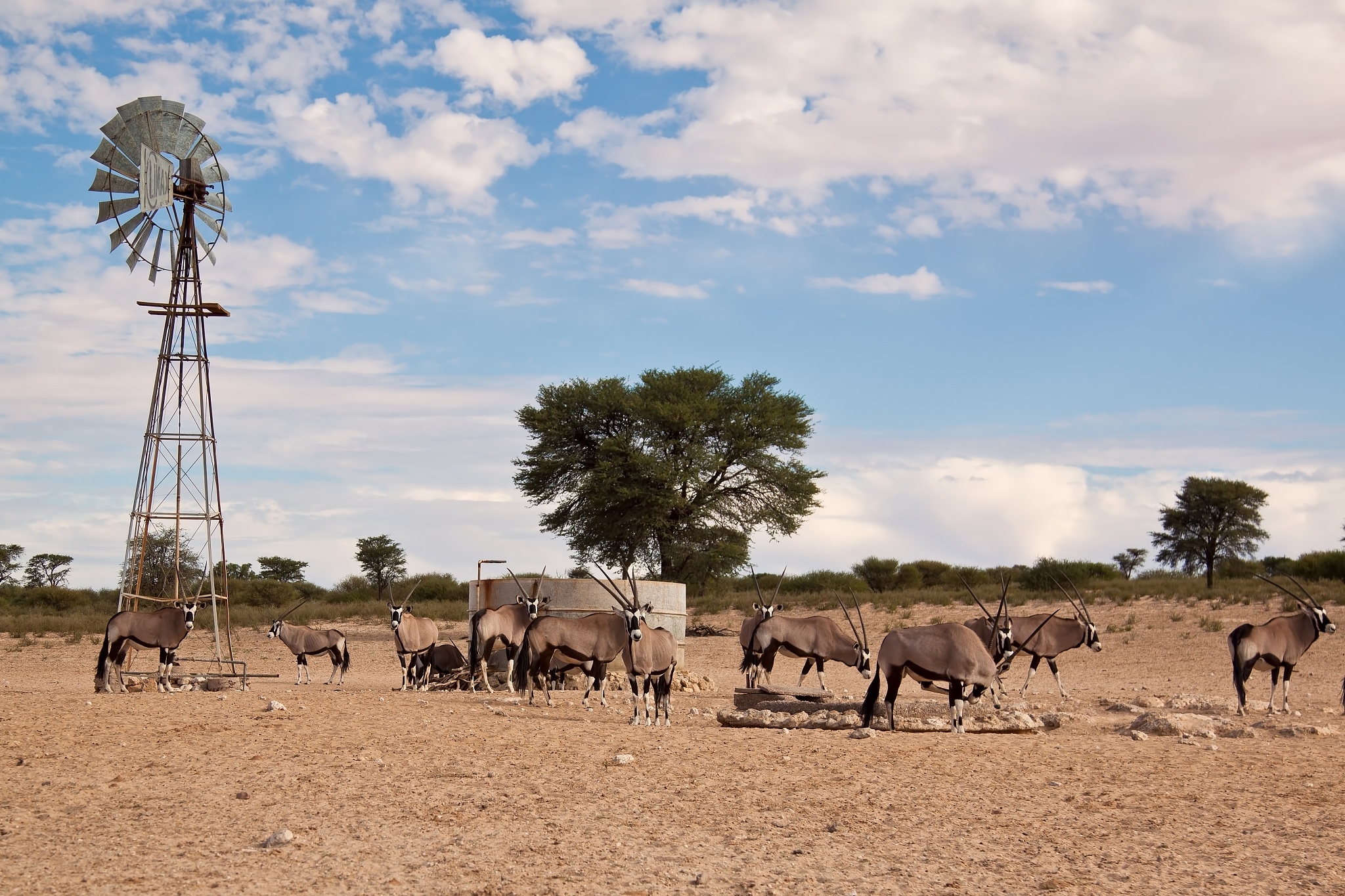oryx grazing in the desert at water hole