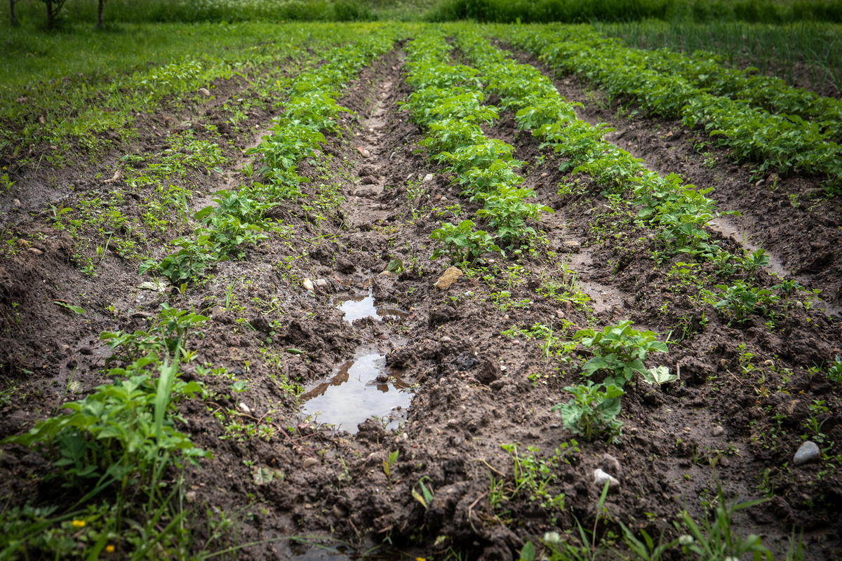 4月和5月是农作物生长的重要时期吗