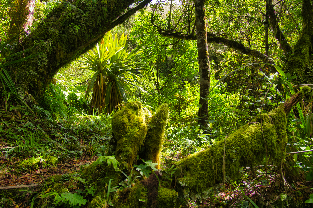 亚马逊雨林的分层结构：从树冠到地面