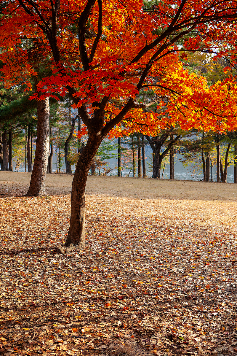 秋风萧瑟，枫叶飘舞，思念如影随形 - 秋天感伤的诗意表达