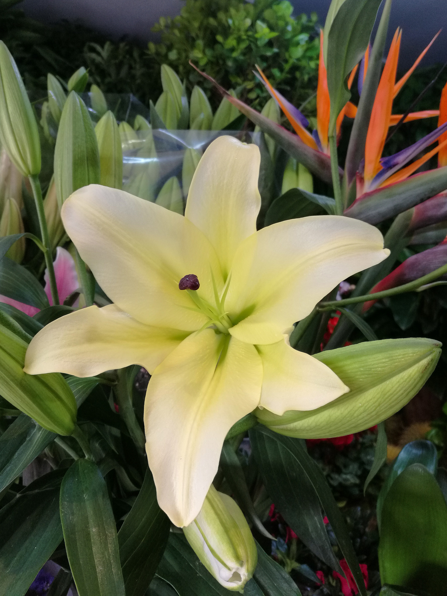 百合开完花后的养护技巧：修剪、施肥、浇水、翻土