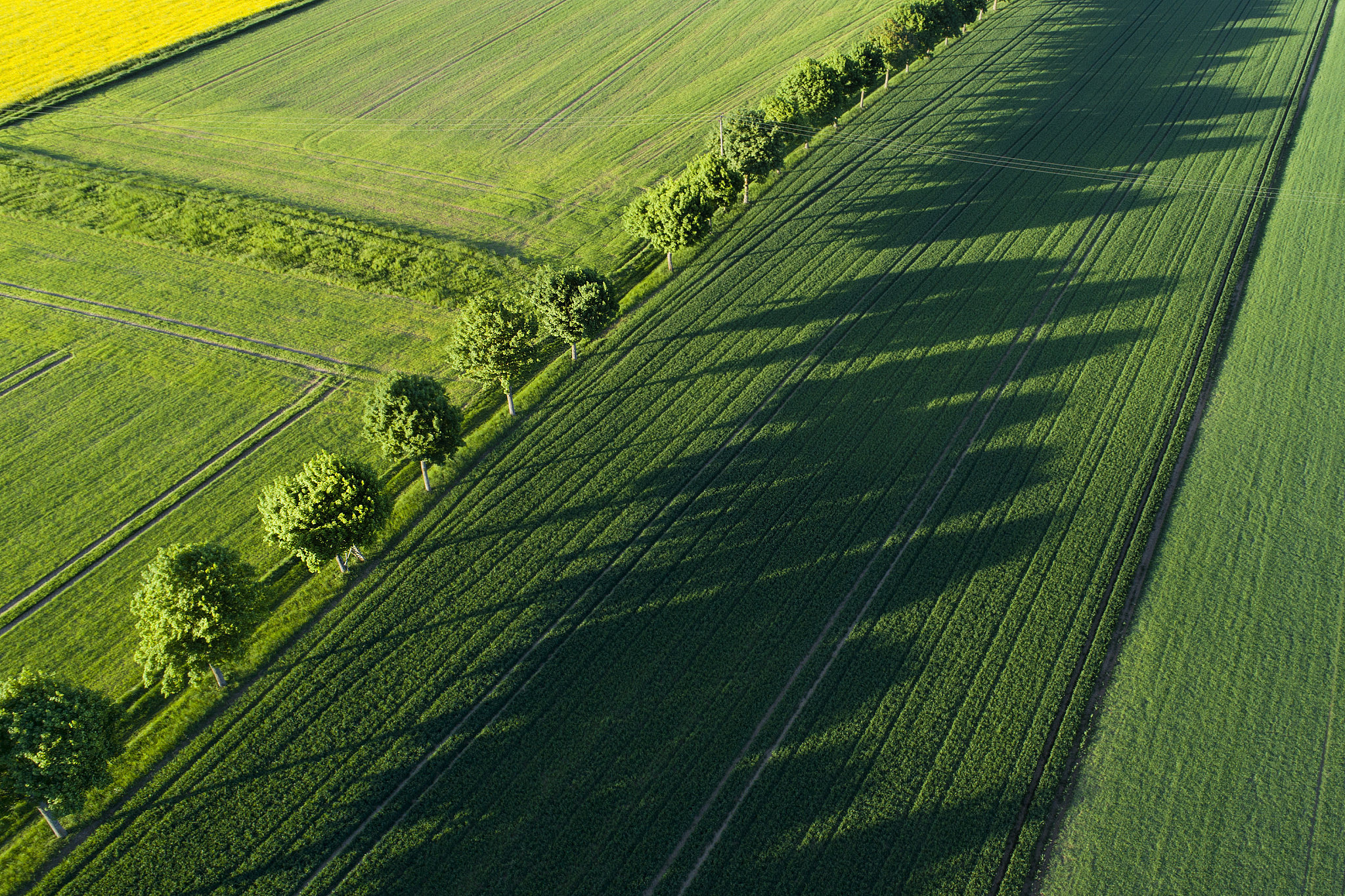 trees, shadows and agricultural area