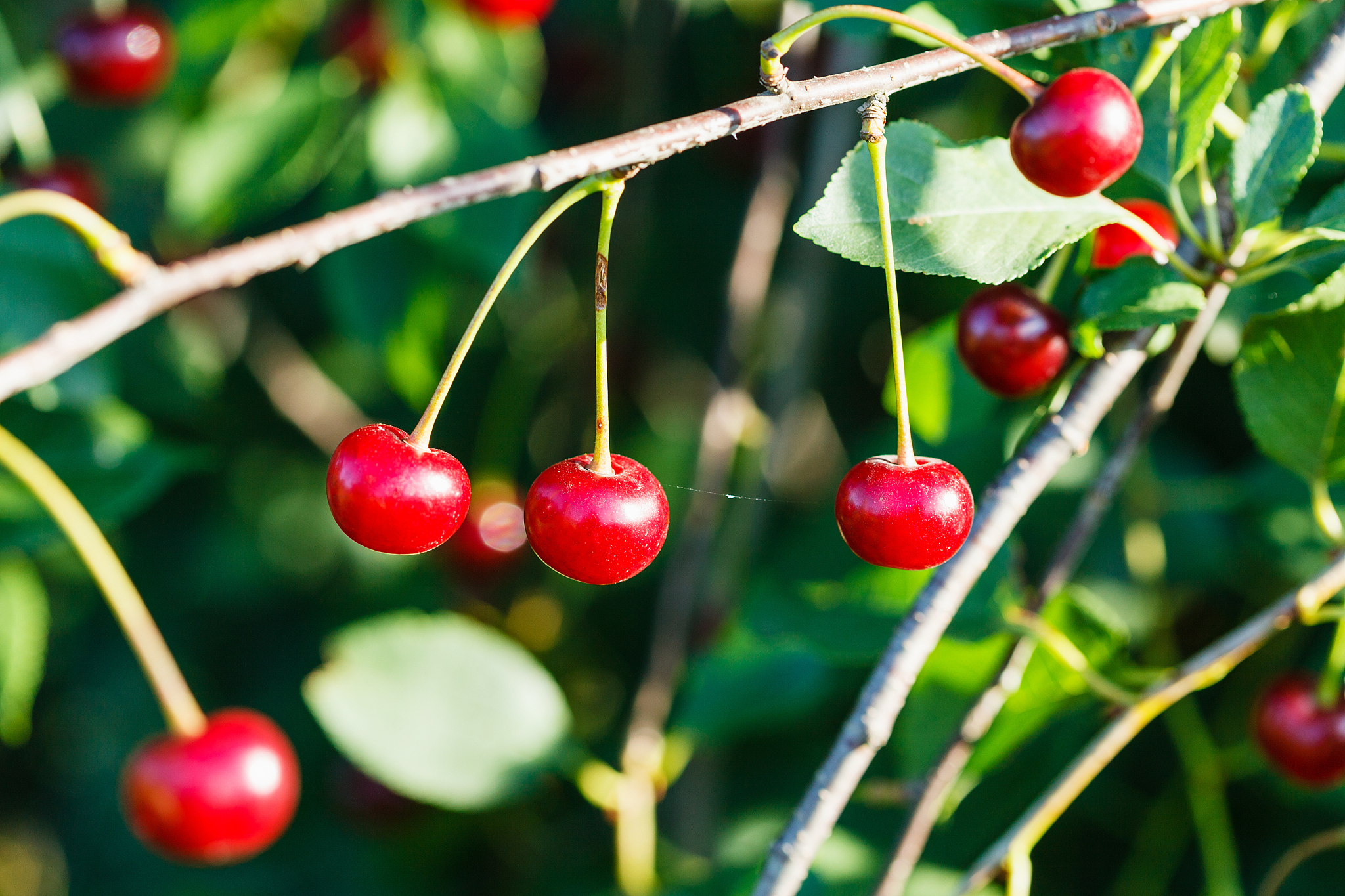 several red cherry on tree branch