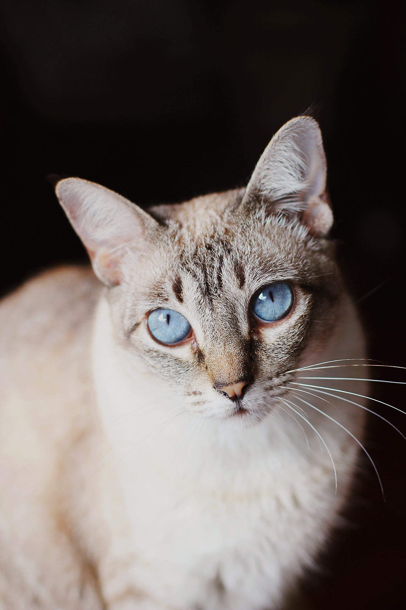 写一段猫的外貌的描写