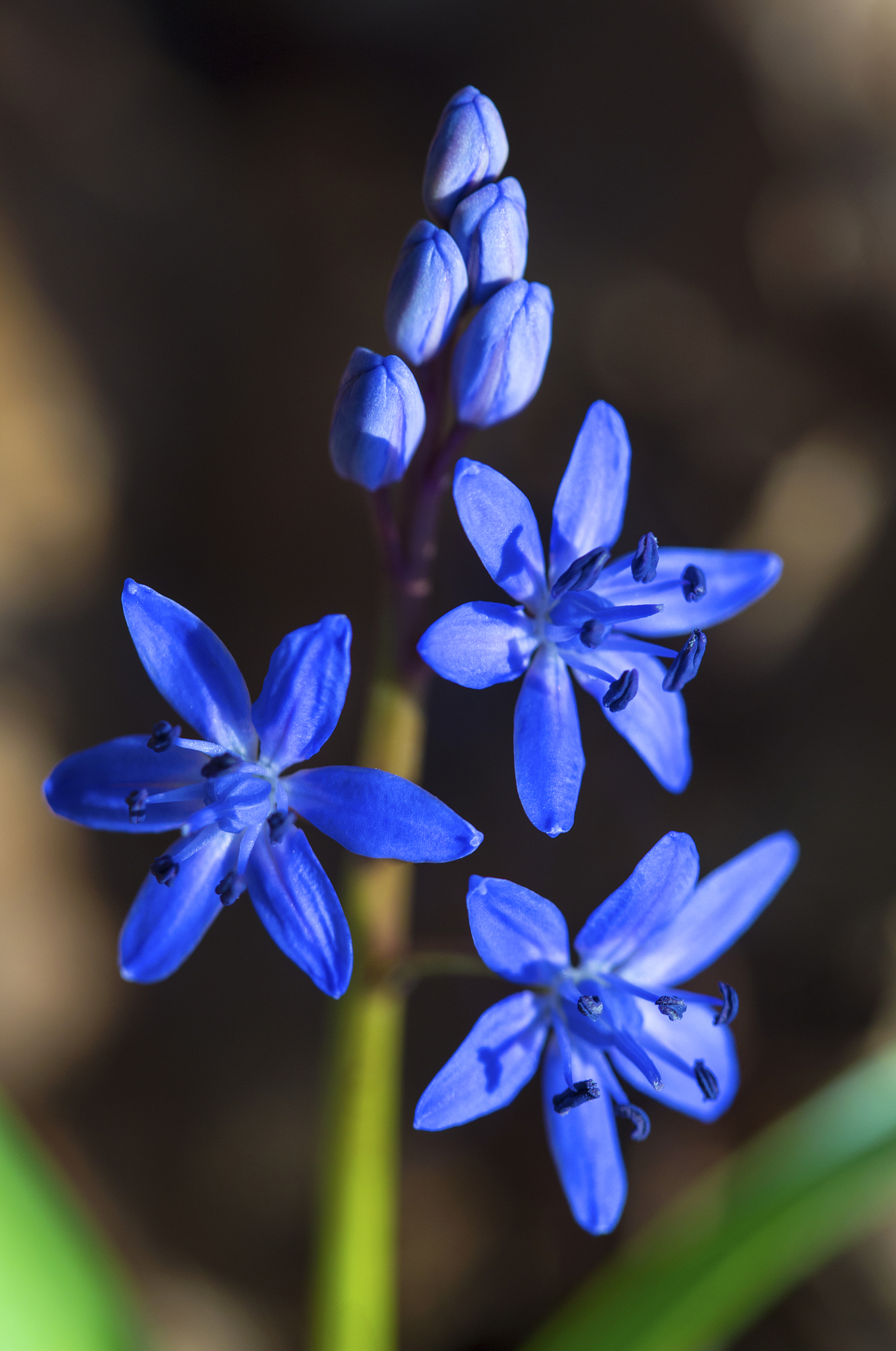beautiful blue squill