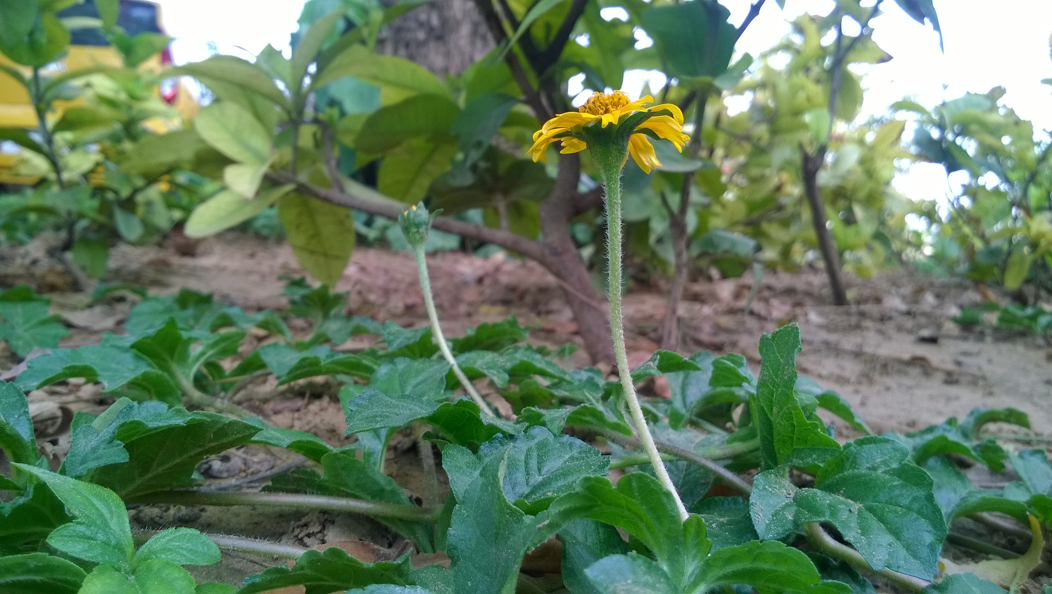 yellow flower