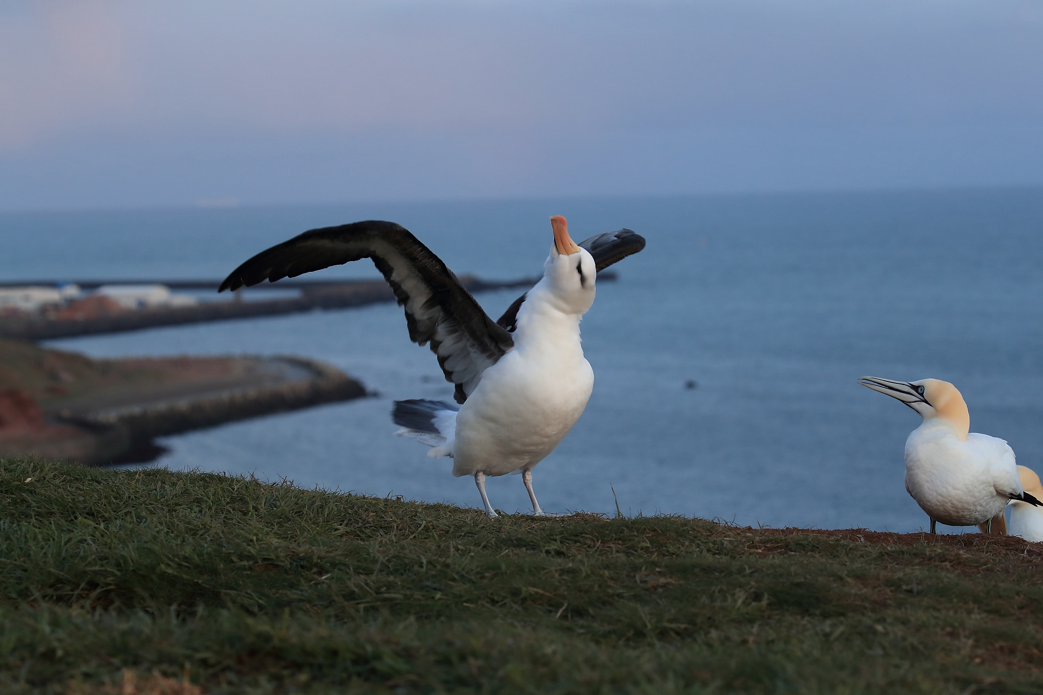 black-browed albatros ( thalassarche melanophris ) or mollymawk 
