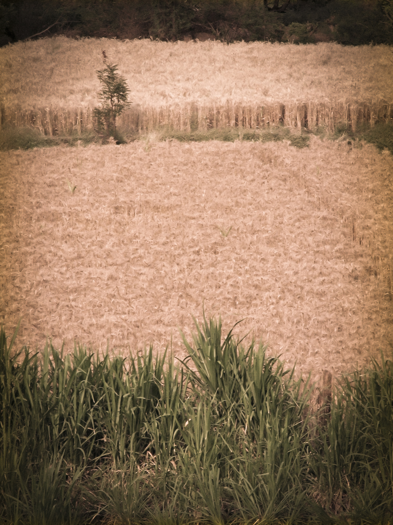 Wheat Production and Water Scarcity: A Critical Assessment