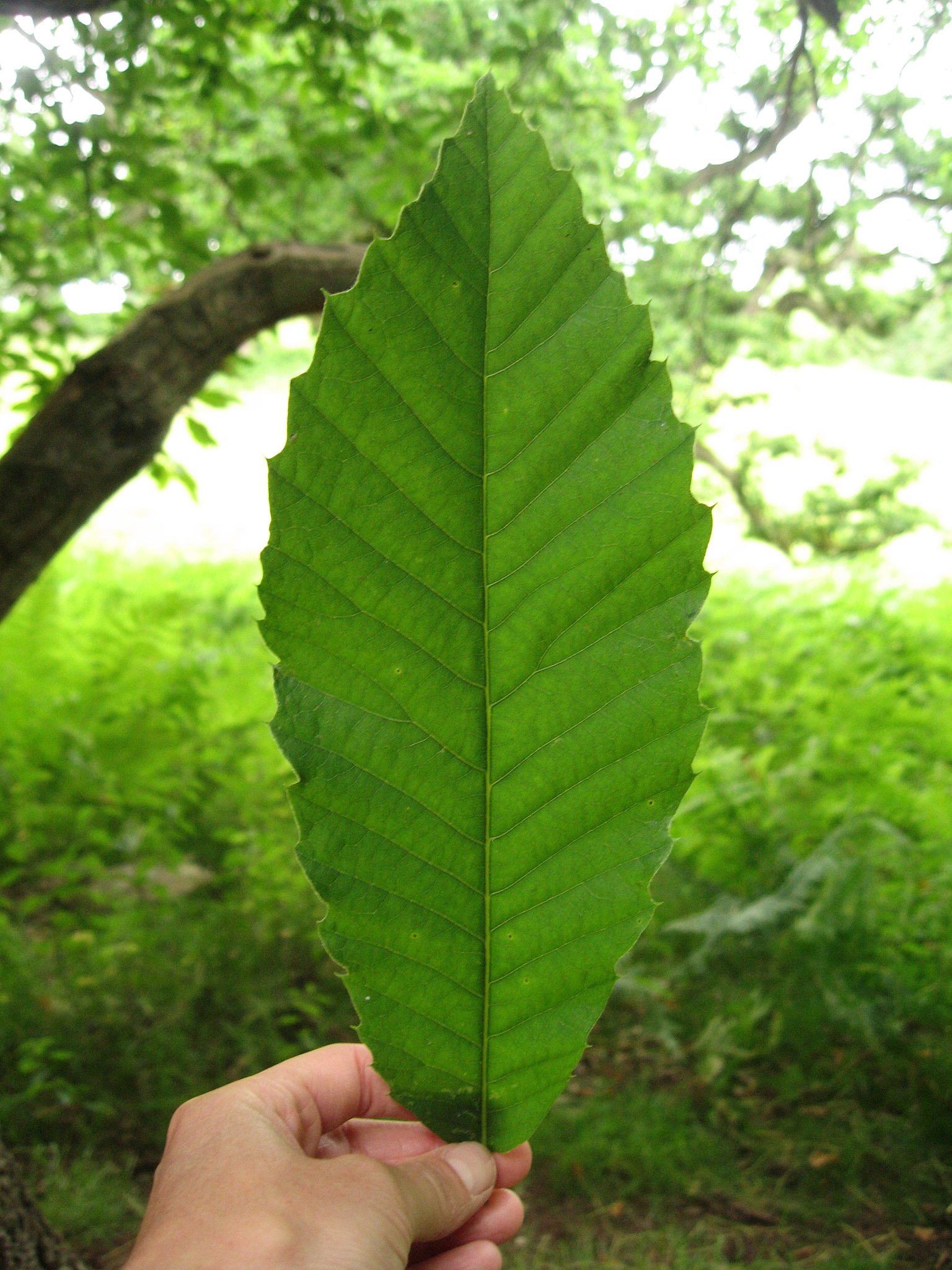 texture of green leaf