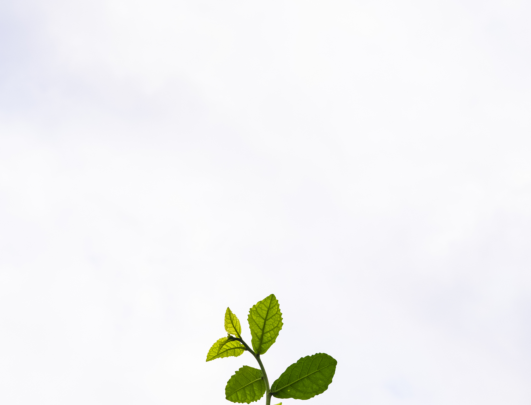 免费生成浅白色植物广角背景图片：Unsplash、Canva、Fotor