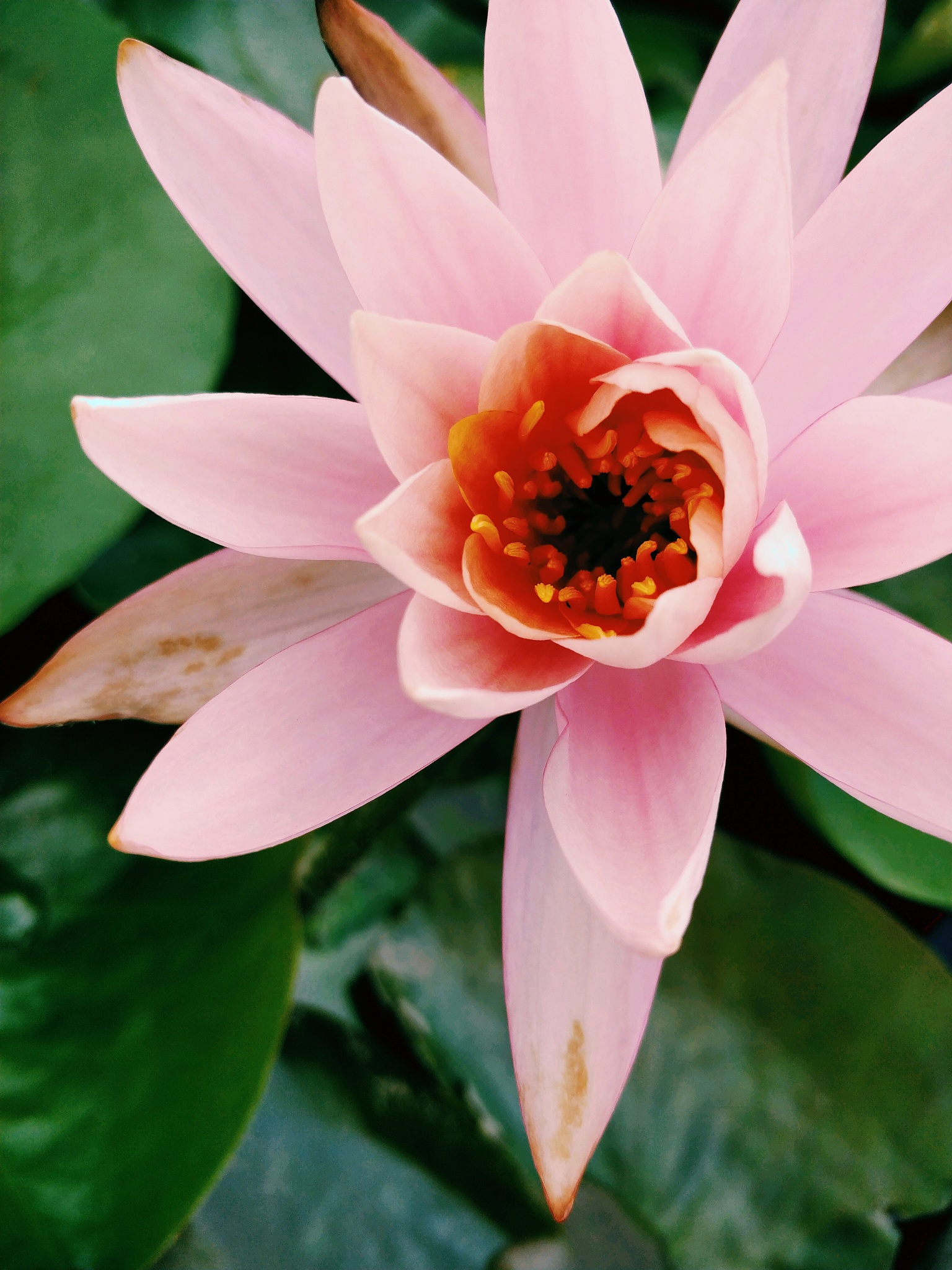 寓意最好的中国本土植物