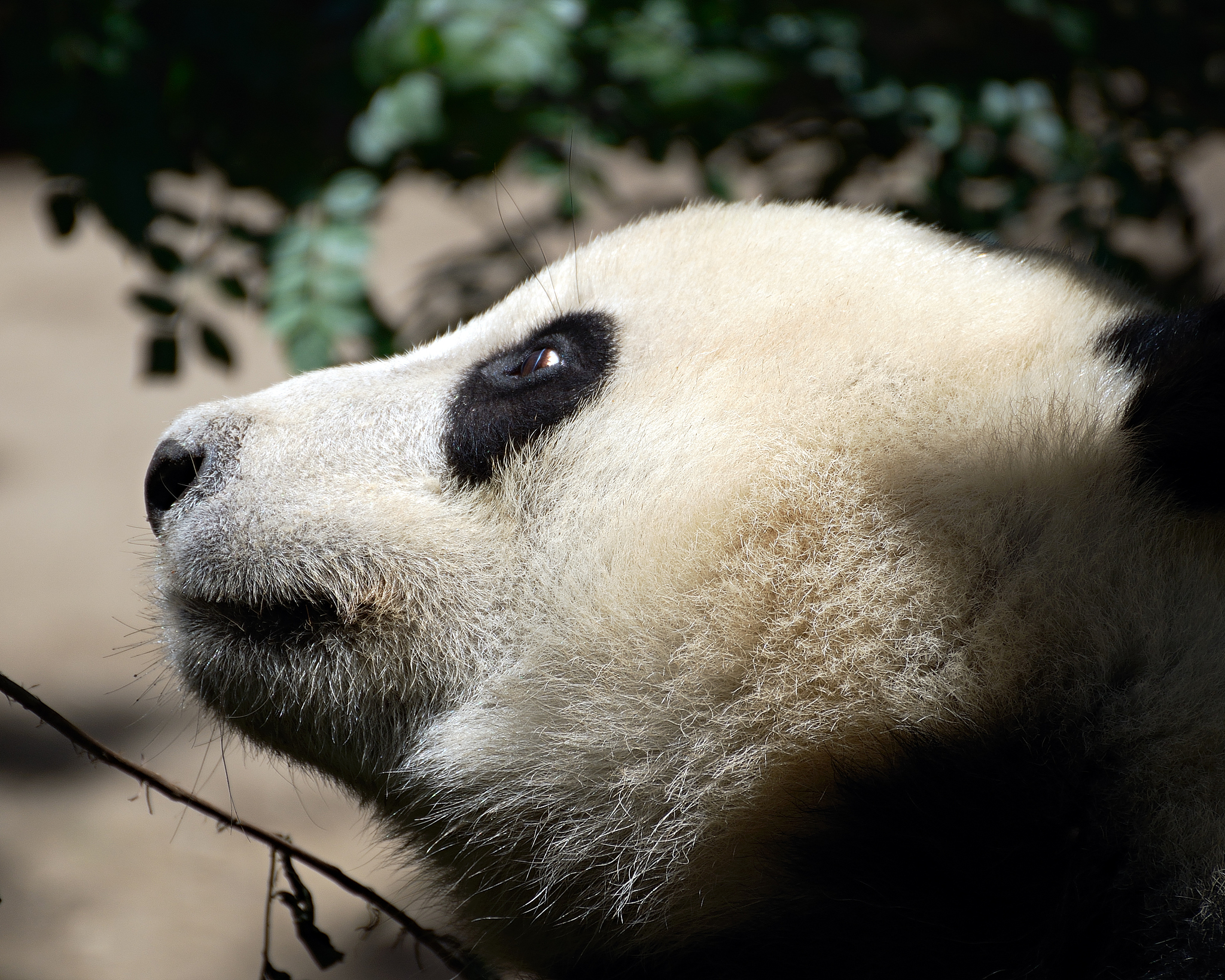 请把下面的文章整理为中英文对照Title My Favorite Animal - The PandaI love pandas! They are my favorite animal because they are cute cuddly and have a unique black and white pattern on their fur Pandas are native to C
