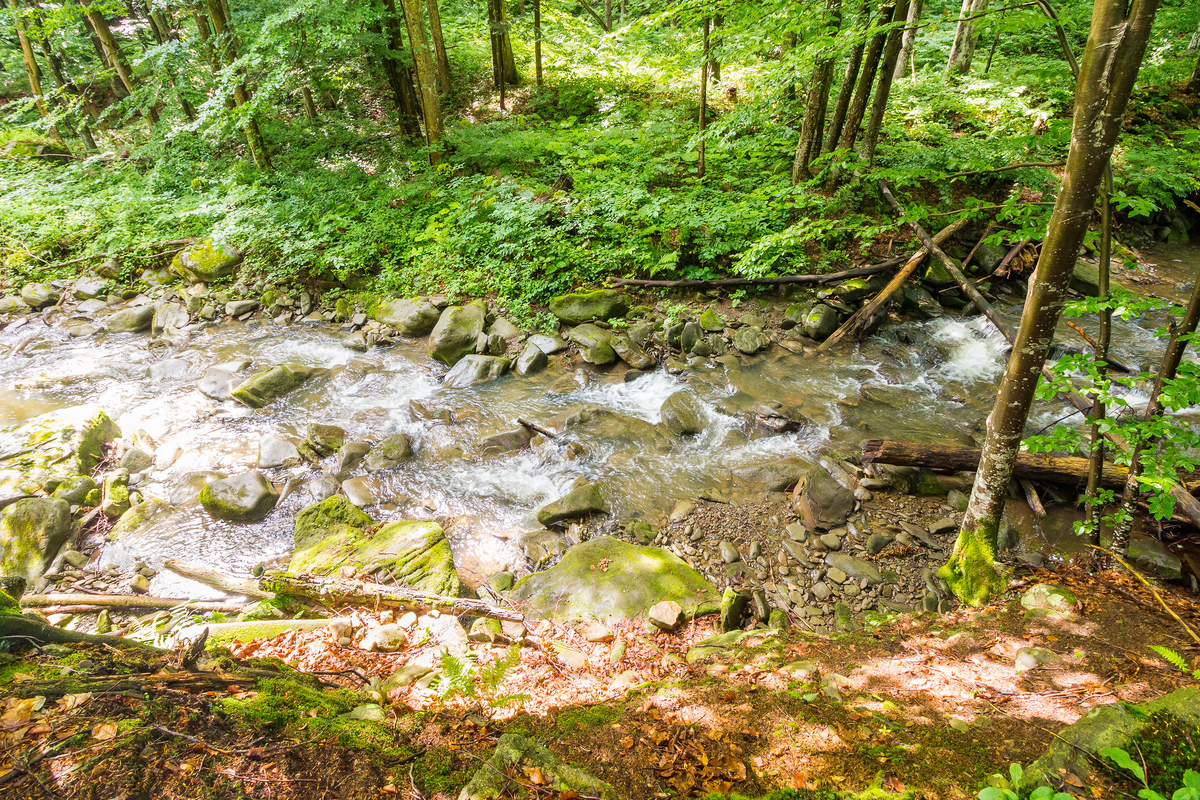 小龙的户外探险：勇敢探索山林河流