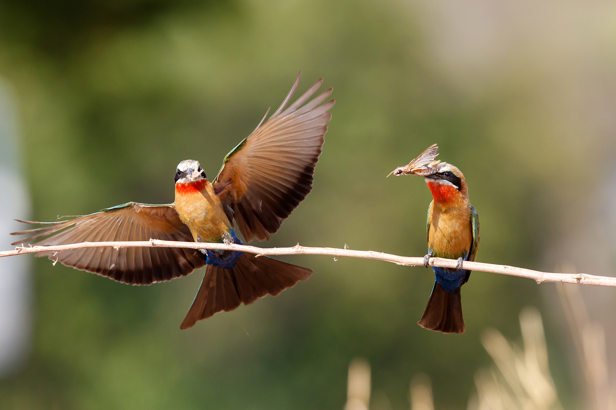 white fronted bee eater in mana pools