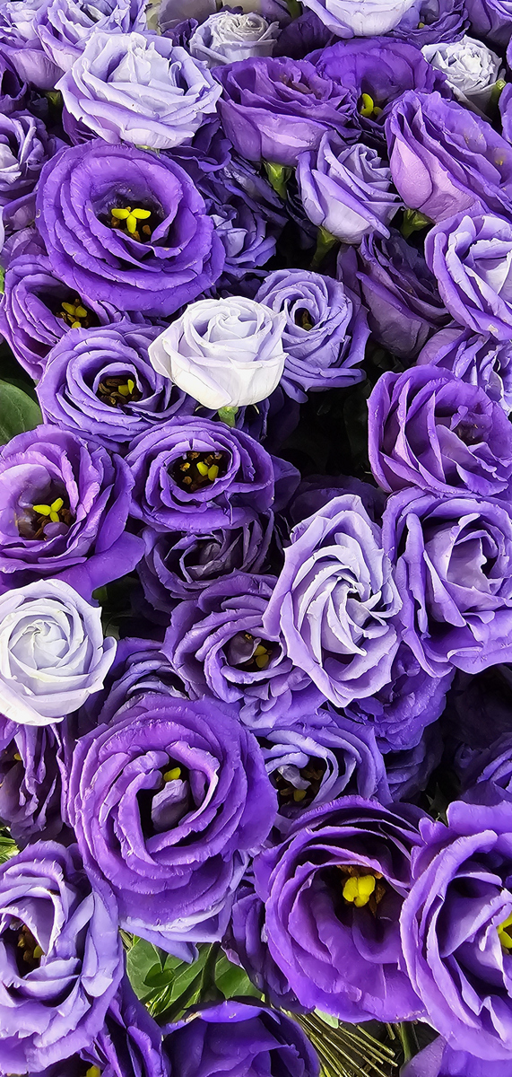 紫玫瑰的花语：解读神秘、独特与高贵的象征意义