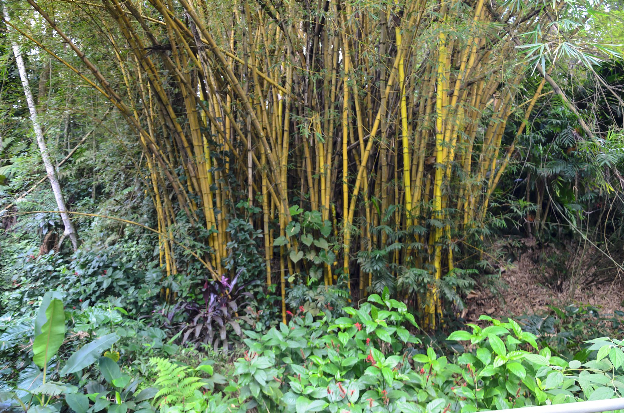 石家庄室外能种南天竹吗？气候条件分析