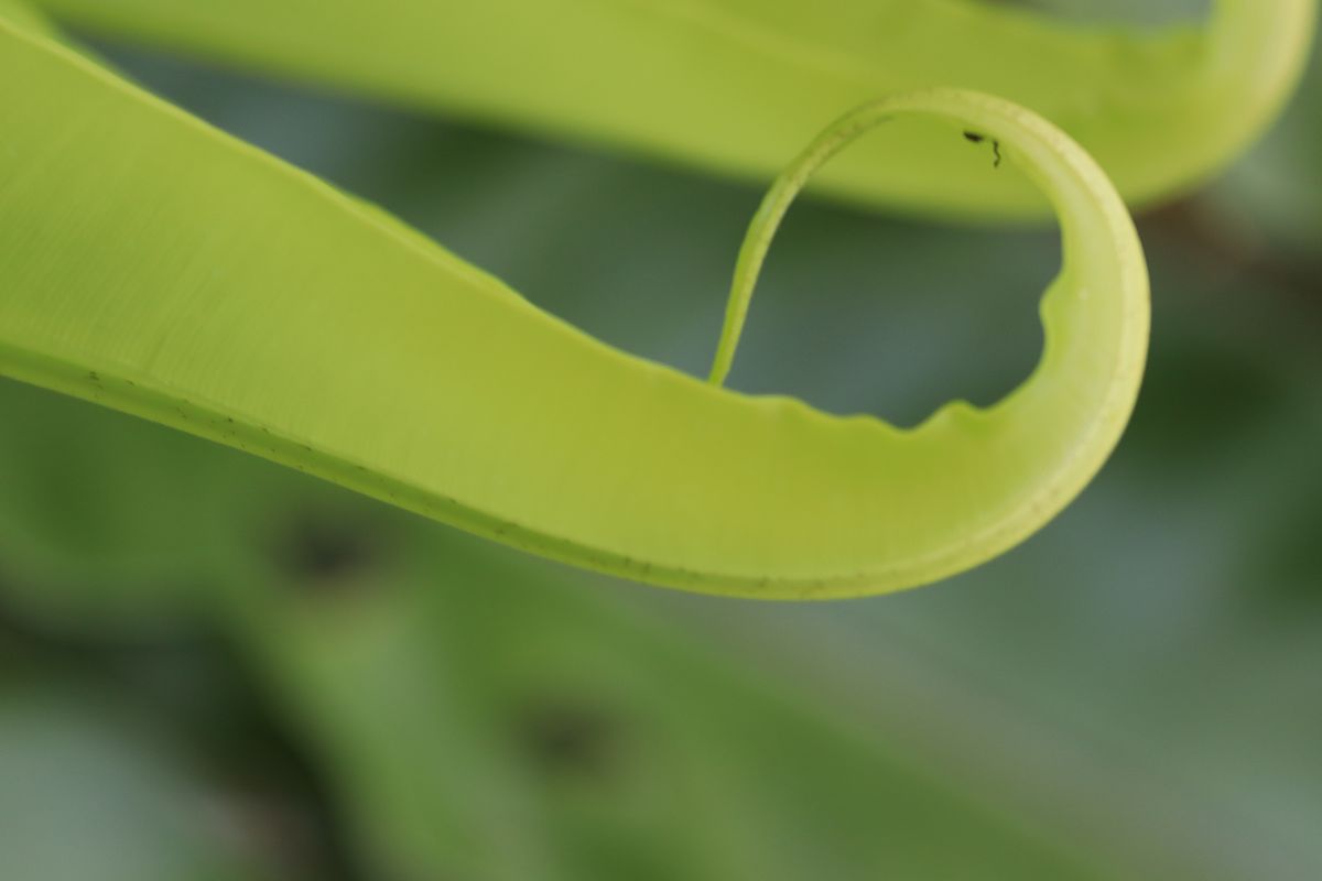 写一首表达愉快情绪的中文古典歌曲歌曲表达的主题为环保歌词结构为verse1、verse2、Pre-Chorus1、chorus1、chorus2、verse3、verse4、chorus3、Bridge1、chorus4并确保chorus1、chorus2、chorus3、chorus4、verse5、Pre-Chorus2、chorus5、Bridge2、歌词不重复每段歌词结尾使用中文ayawa