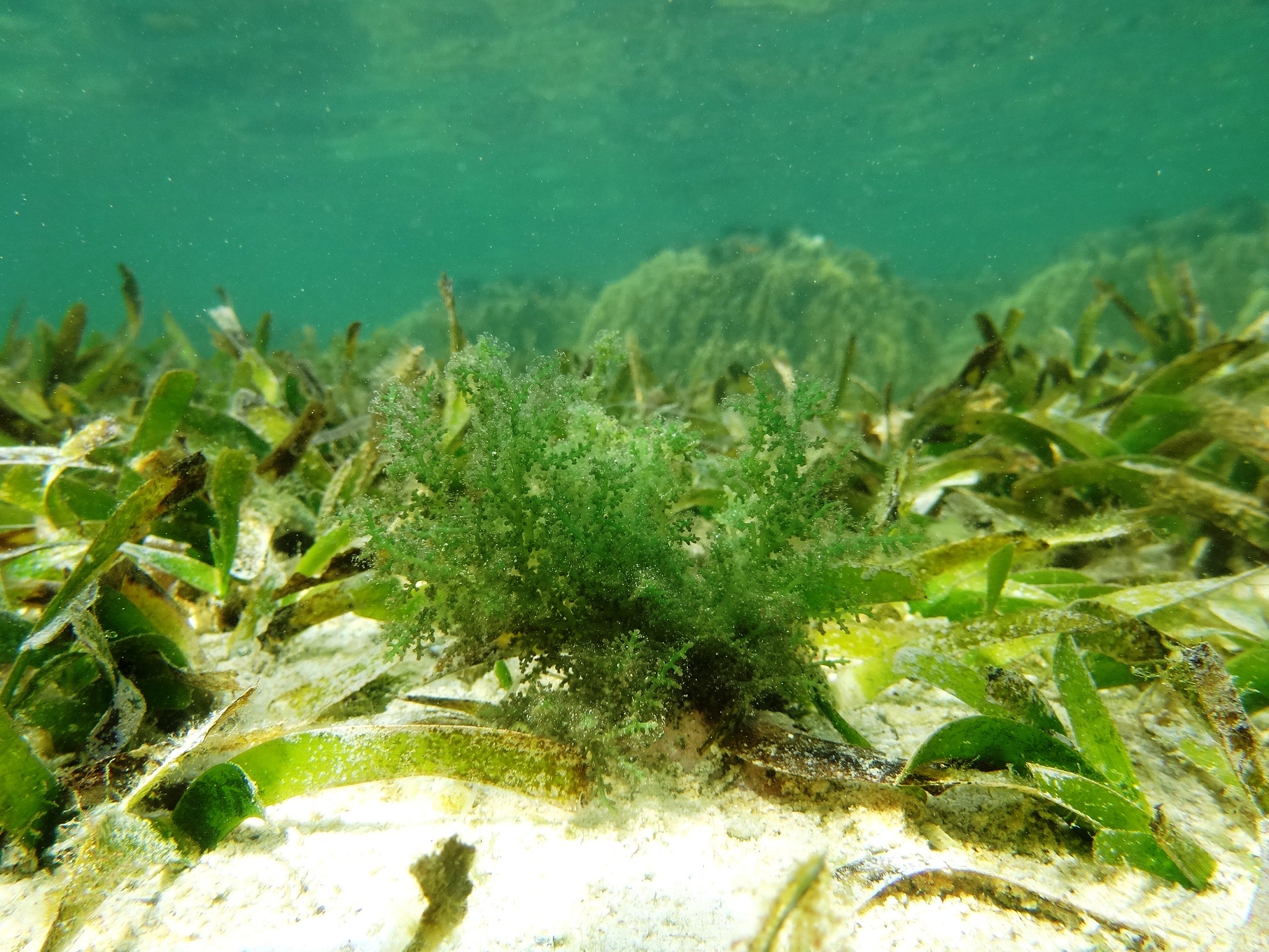 龙须菜是什么植物？怎么种植的？1000字
