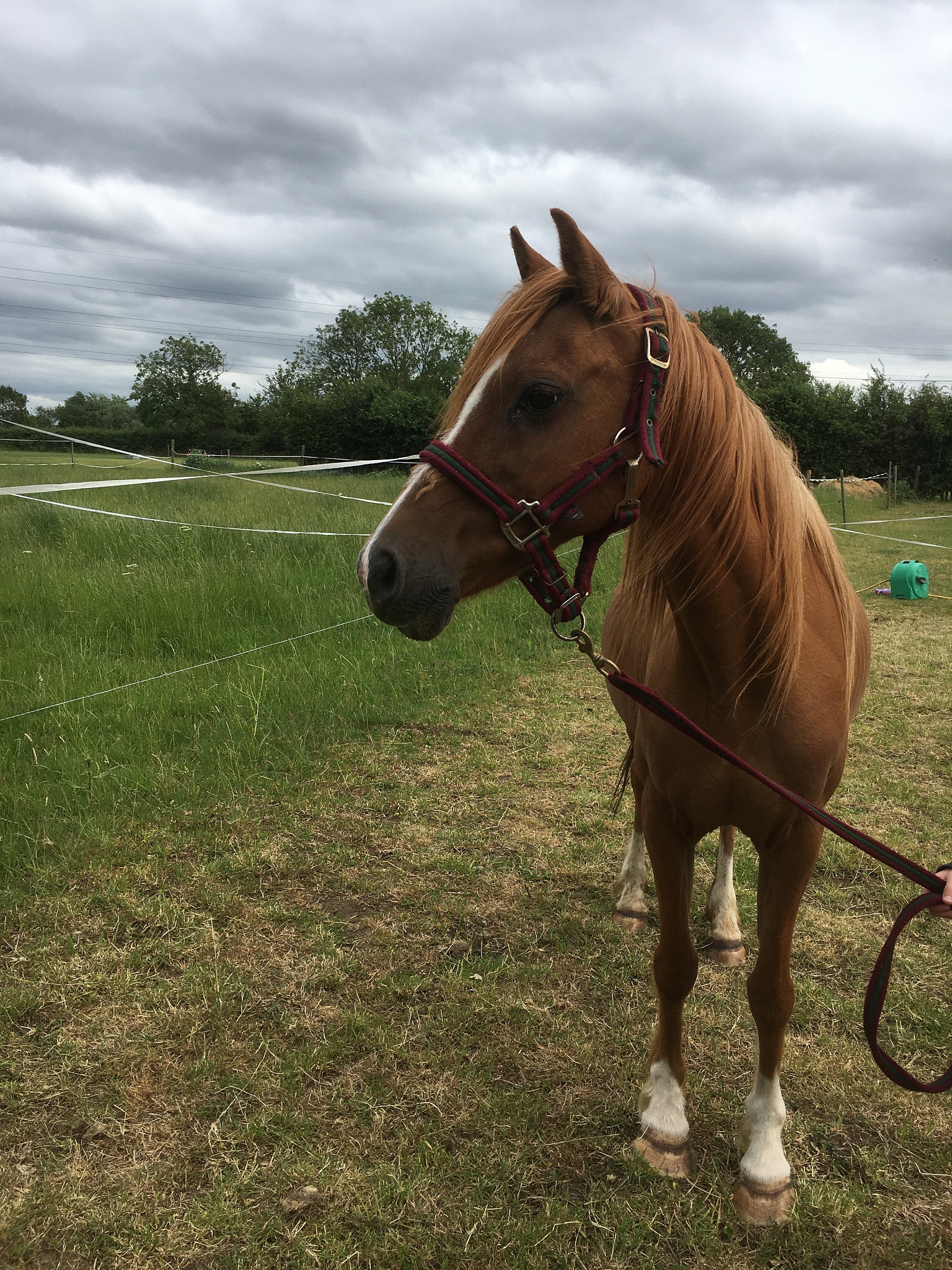 pet love gorgeous  pony