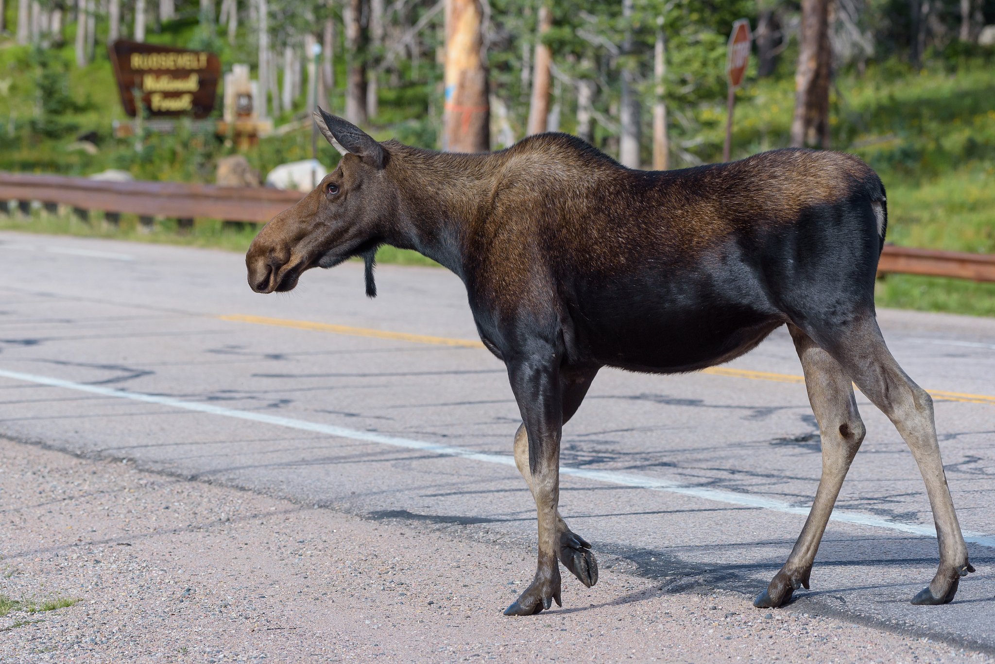 shiras moose in the rocky mountains of colorado