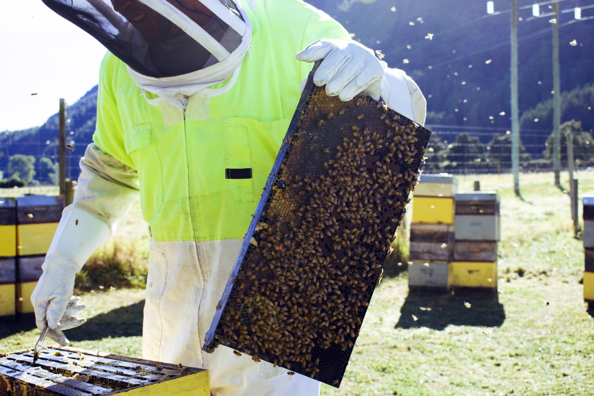 你是研究昆虫保护生物学的科学家请帮我综述用药物帮助蜜蜂抵抗农药的毒害的研究进展。