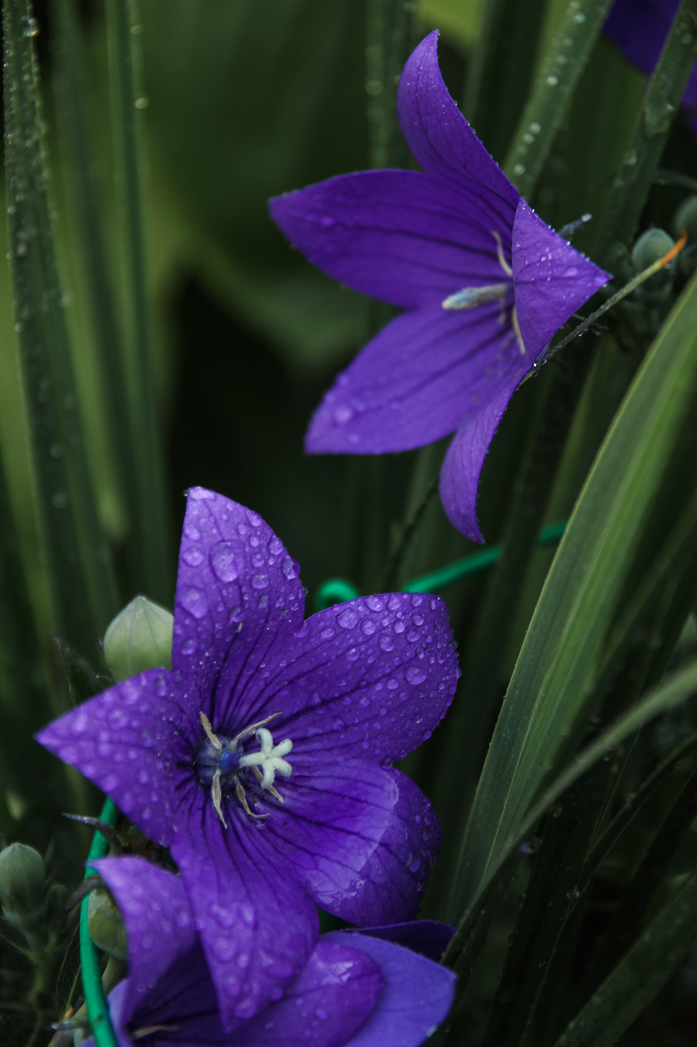 close-up of wet purple flowering plant