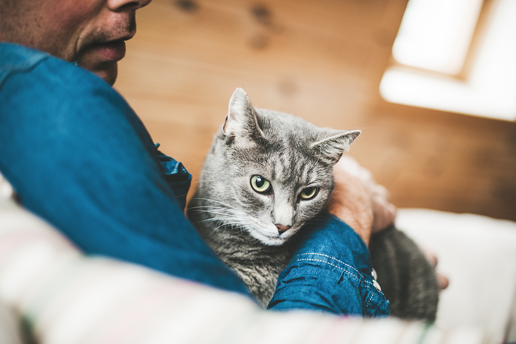 猫男：爱猫人士的独特魅力