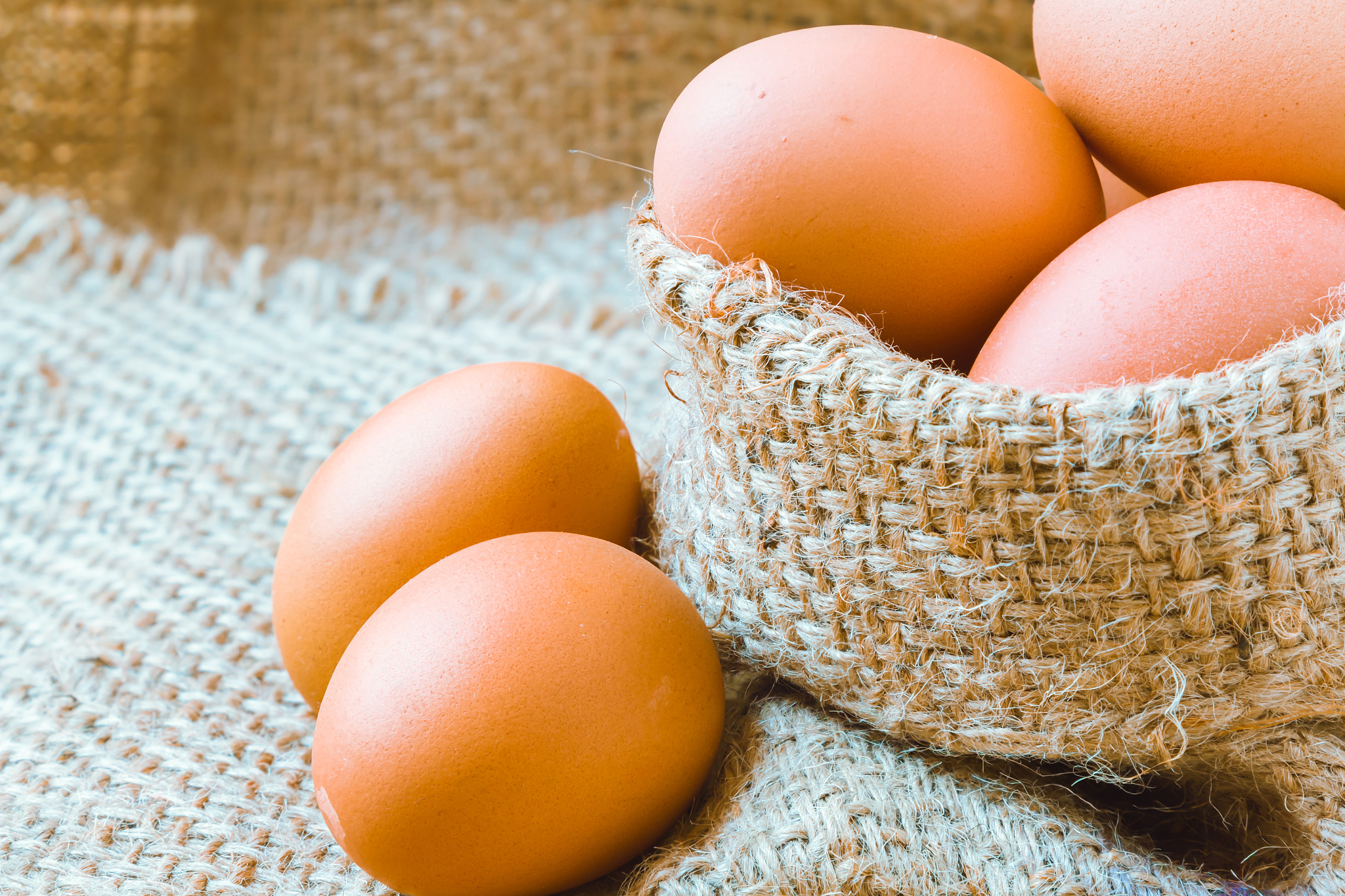 egg