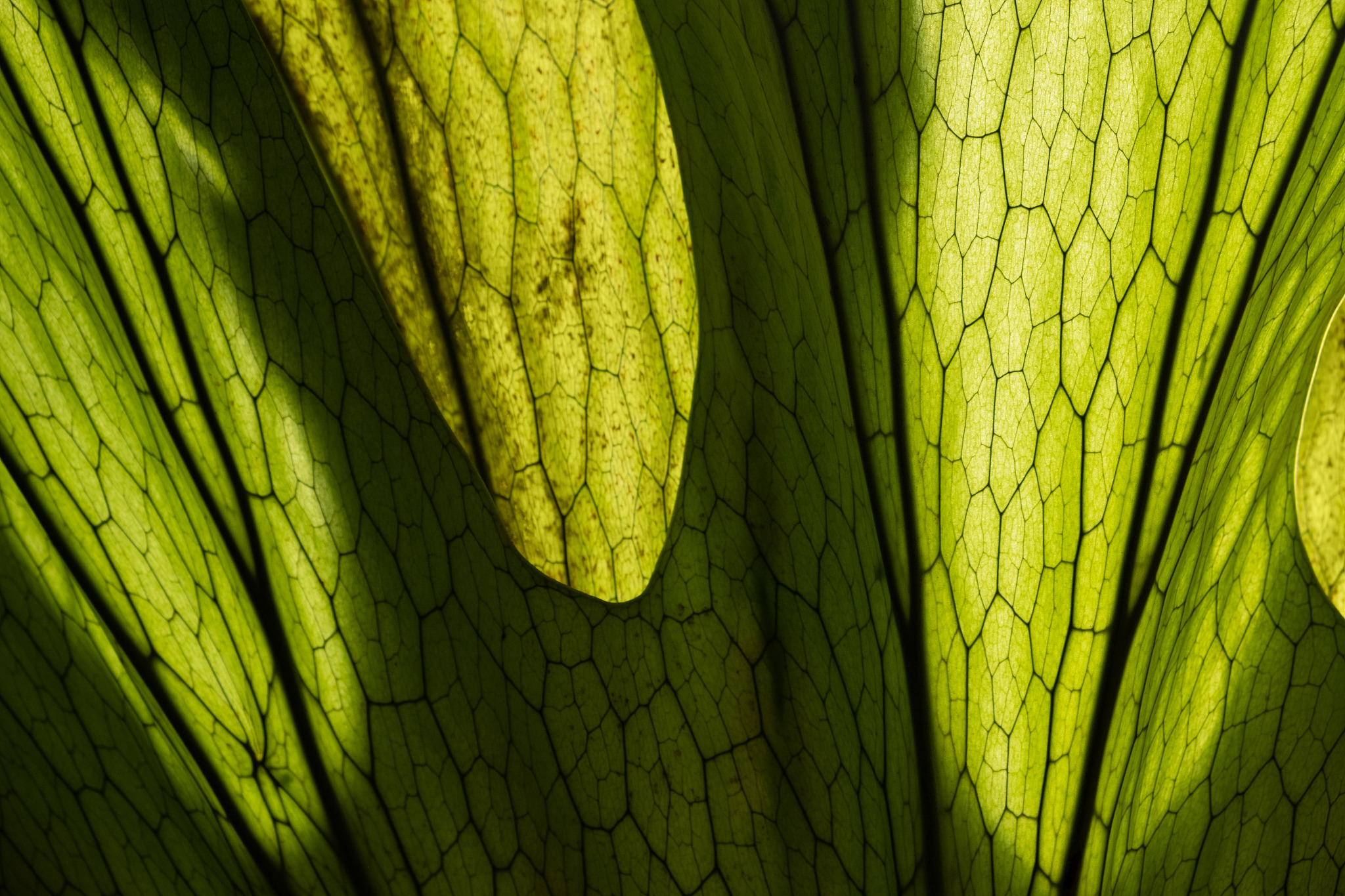large leaf texture with light and shadow play background