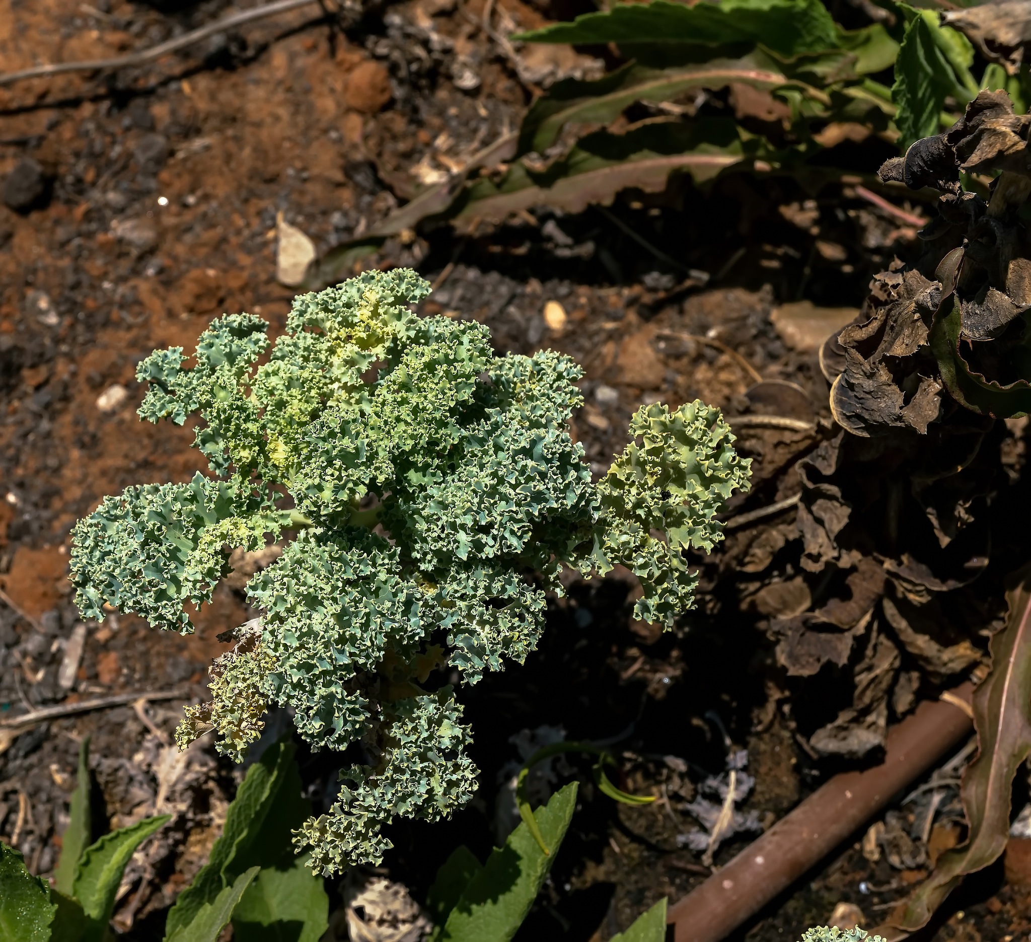 广西医科大学中药资源与开发专业涉及哪些课程 广西医科大学中药资源与开发专业涉及哪些课程