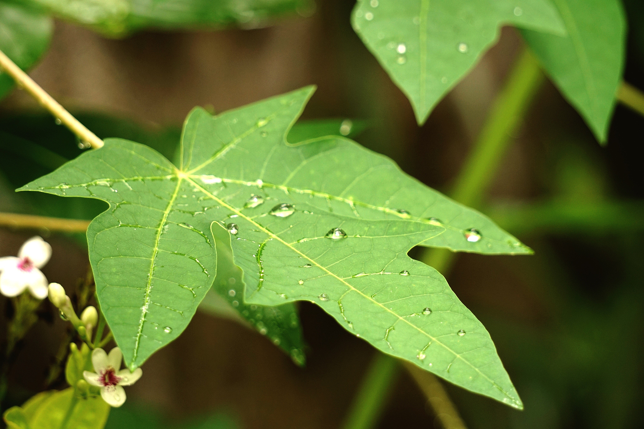 close-up of wet leaves