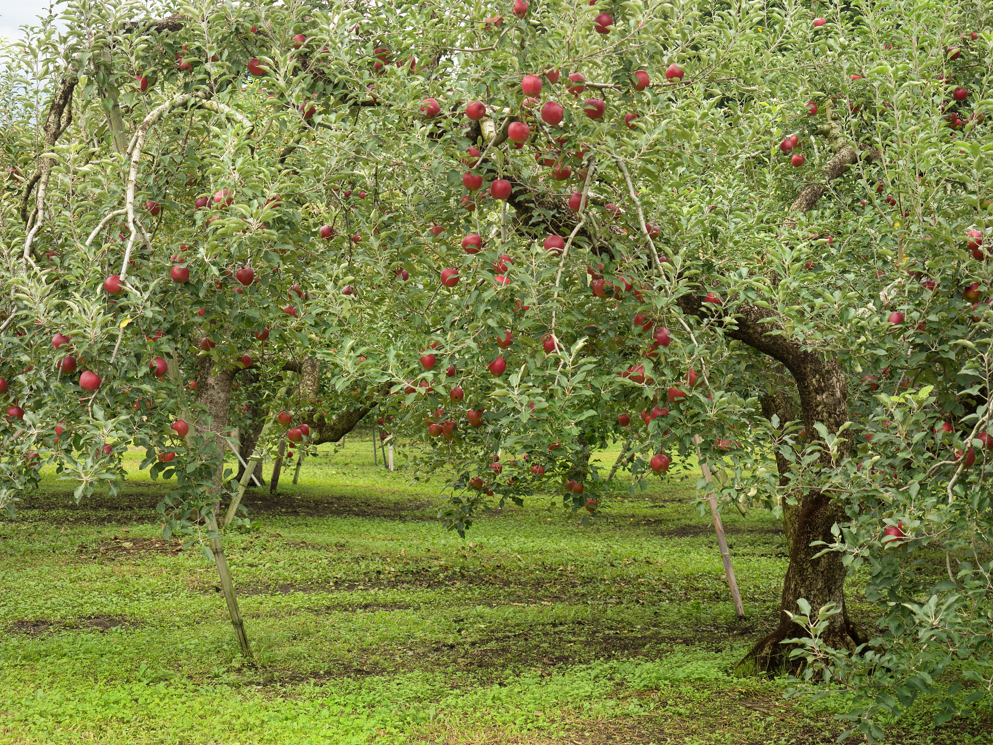 一亩地的果园投资多少钱投资果园的费用因地区、果树品种、种植技术等因素而异难以准确估算。一般来说果树苗木的价格、土地租赁费用、灌溉设备、施肥、除草、农药等费用都需要考虑加起来可能需要数万元至几十万元不等。但是在投资果园前需要进行详细的市场调研和经济效益预测避免投入与收益不匹配。比如苹果树需要多少种植1亩苹果树一般需要200-300棵左右具体数量取决于种植密度和苹果树品种的大小。以每棵30元的苹果树幼