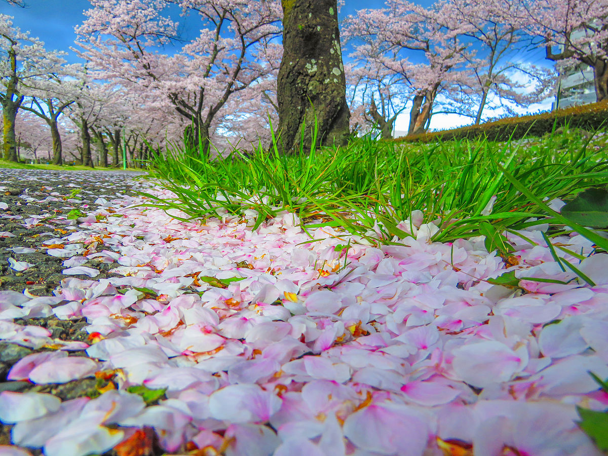 收集落花活动背景
