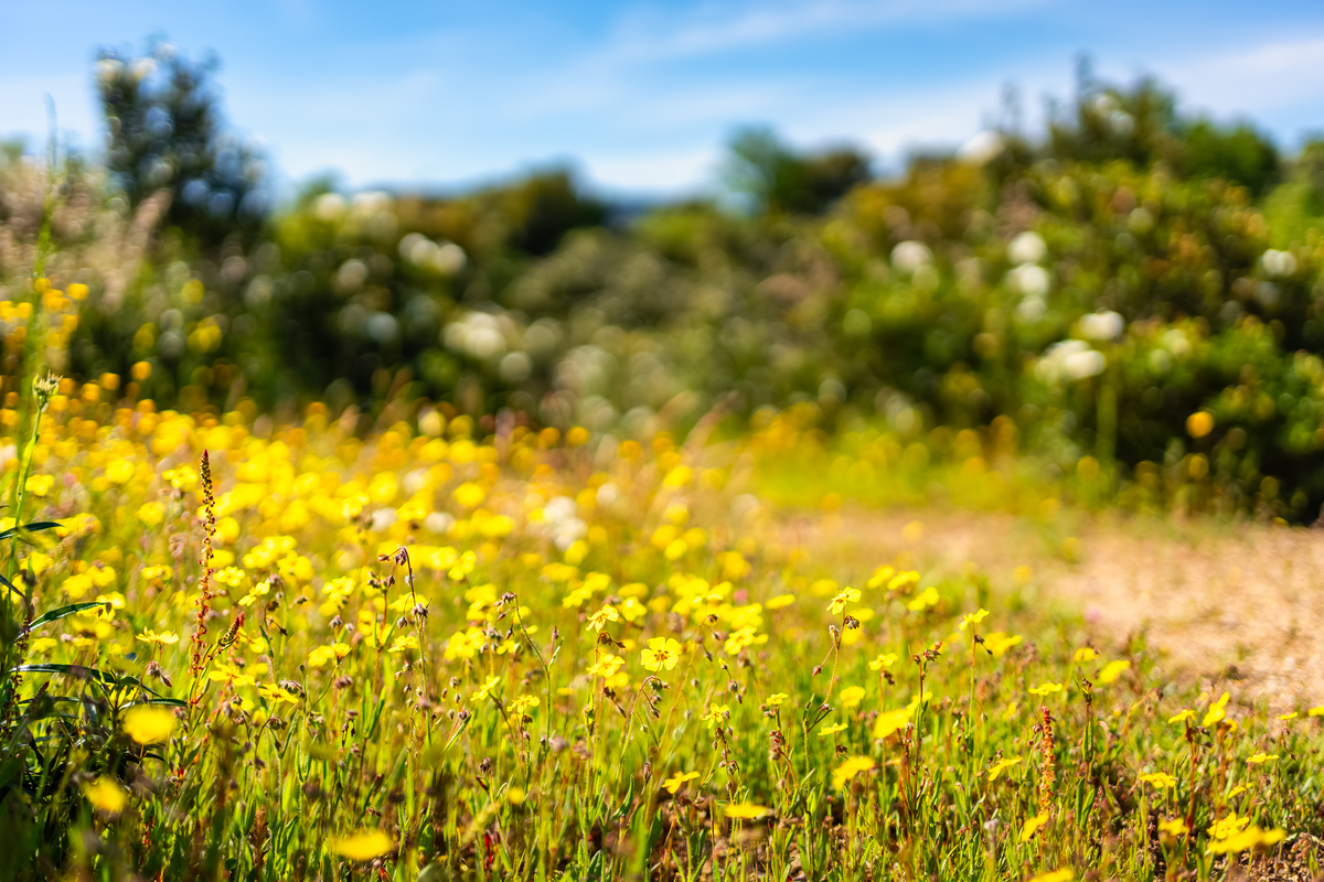 春天的美好：感受生命的新生与希望