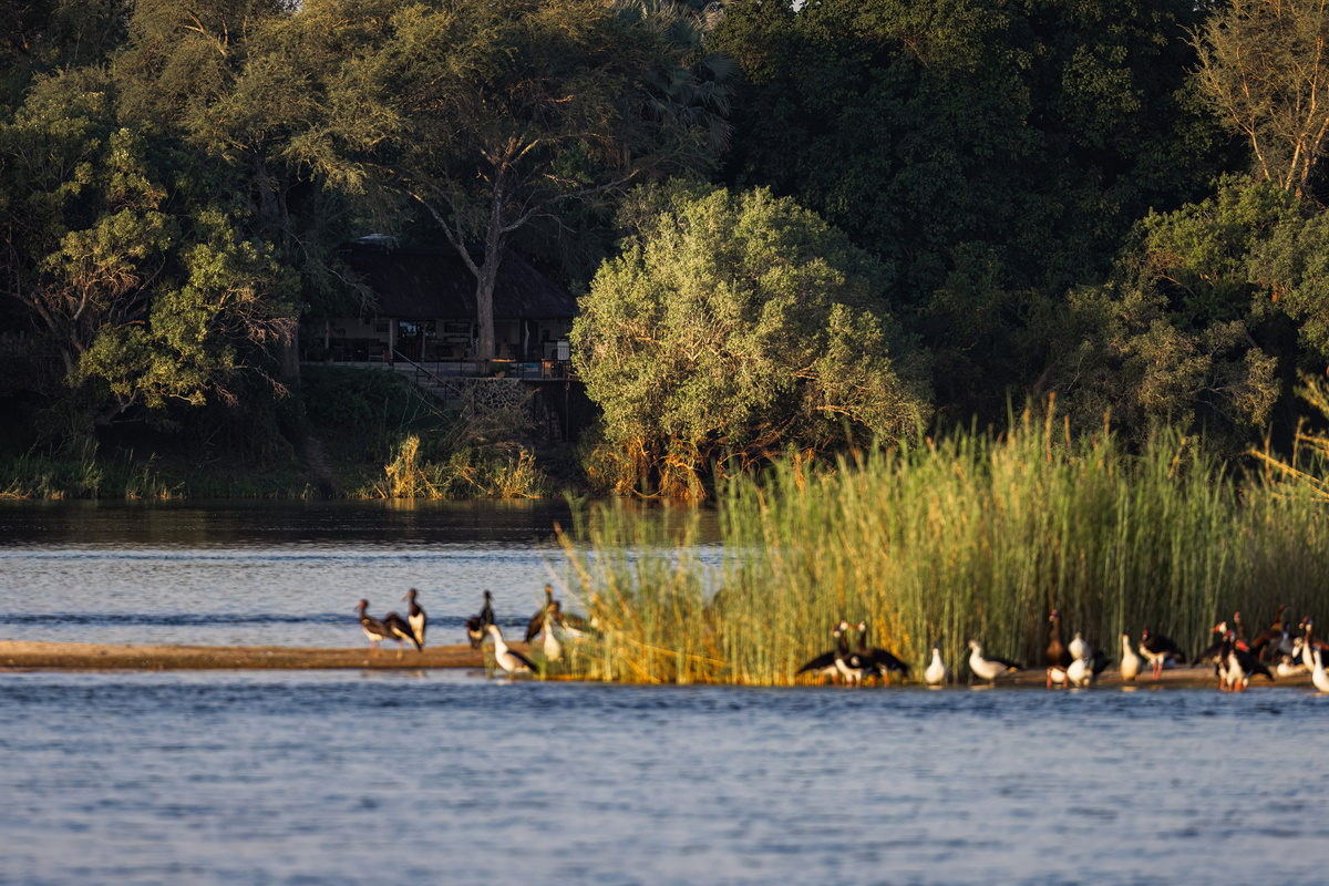 20条回复：候鸟每年都会光顾 杭州超大湿地公园将于明年5月亮相