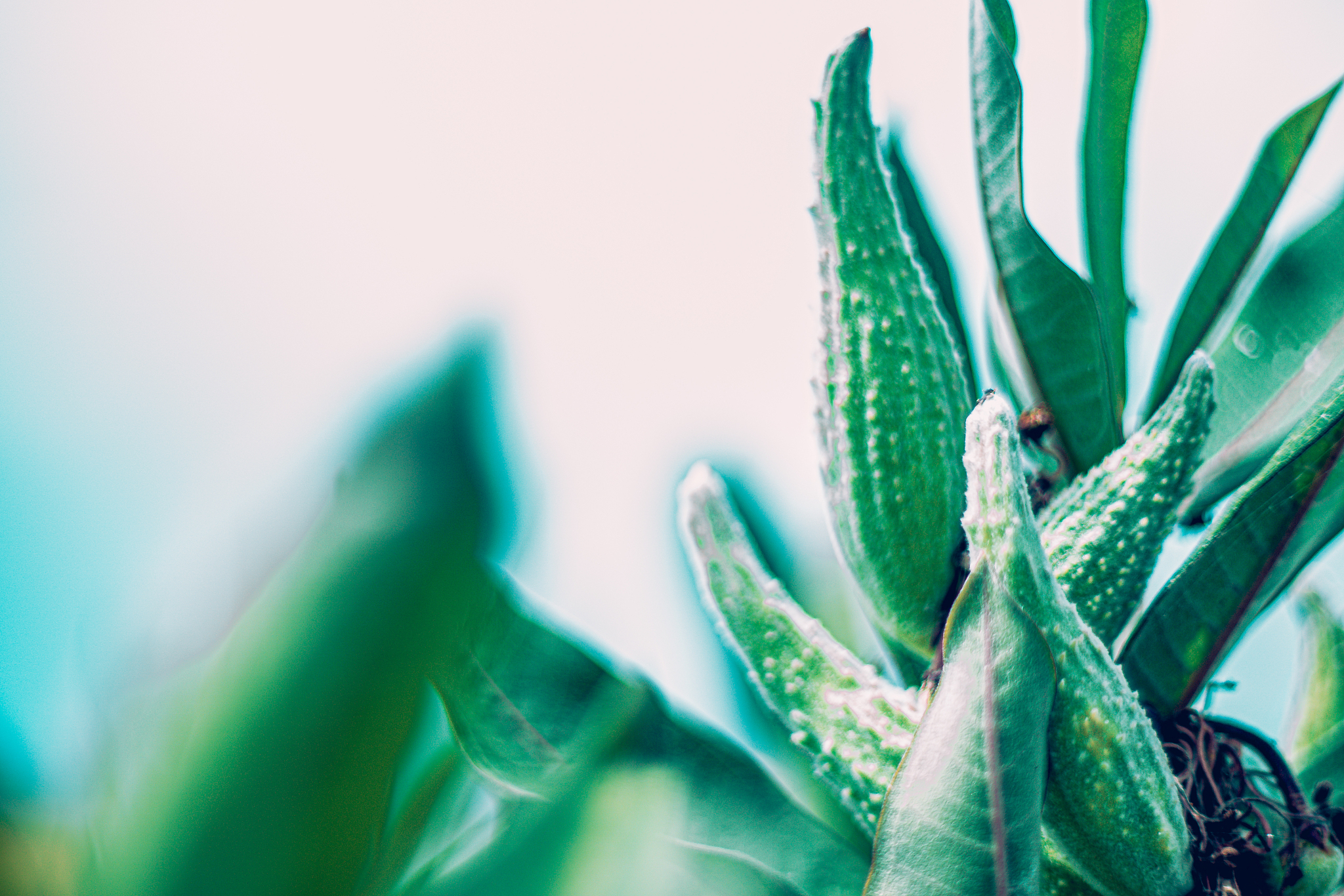 猪小肠里有筋吗