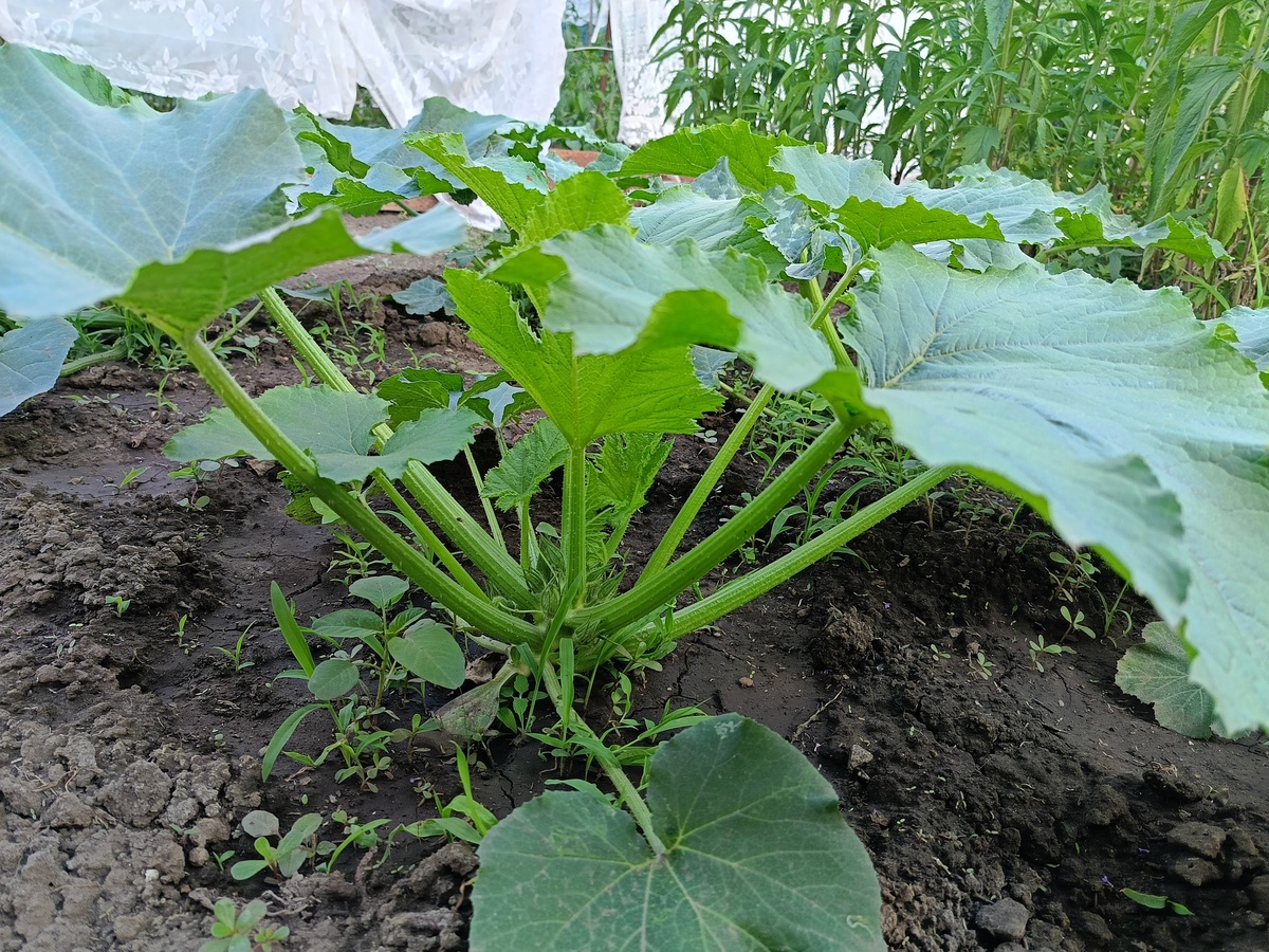 黑美人西瓜多少片叶子开花结果？种植达人告诉你