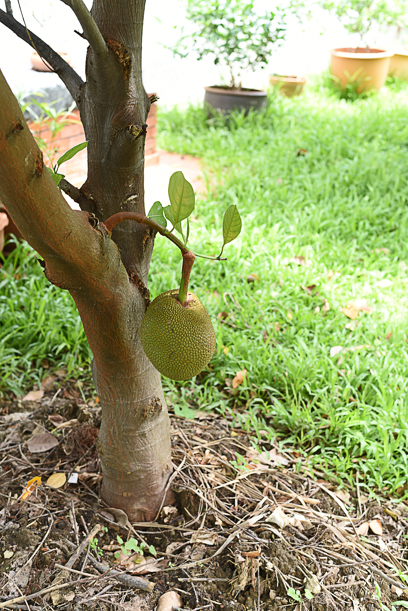 菠萝蜜在北方会冻死吗