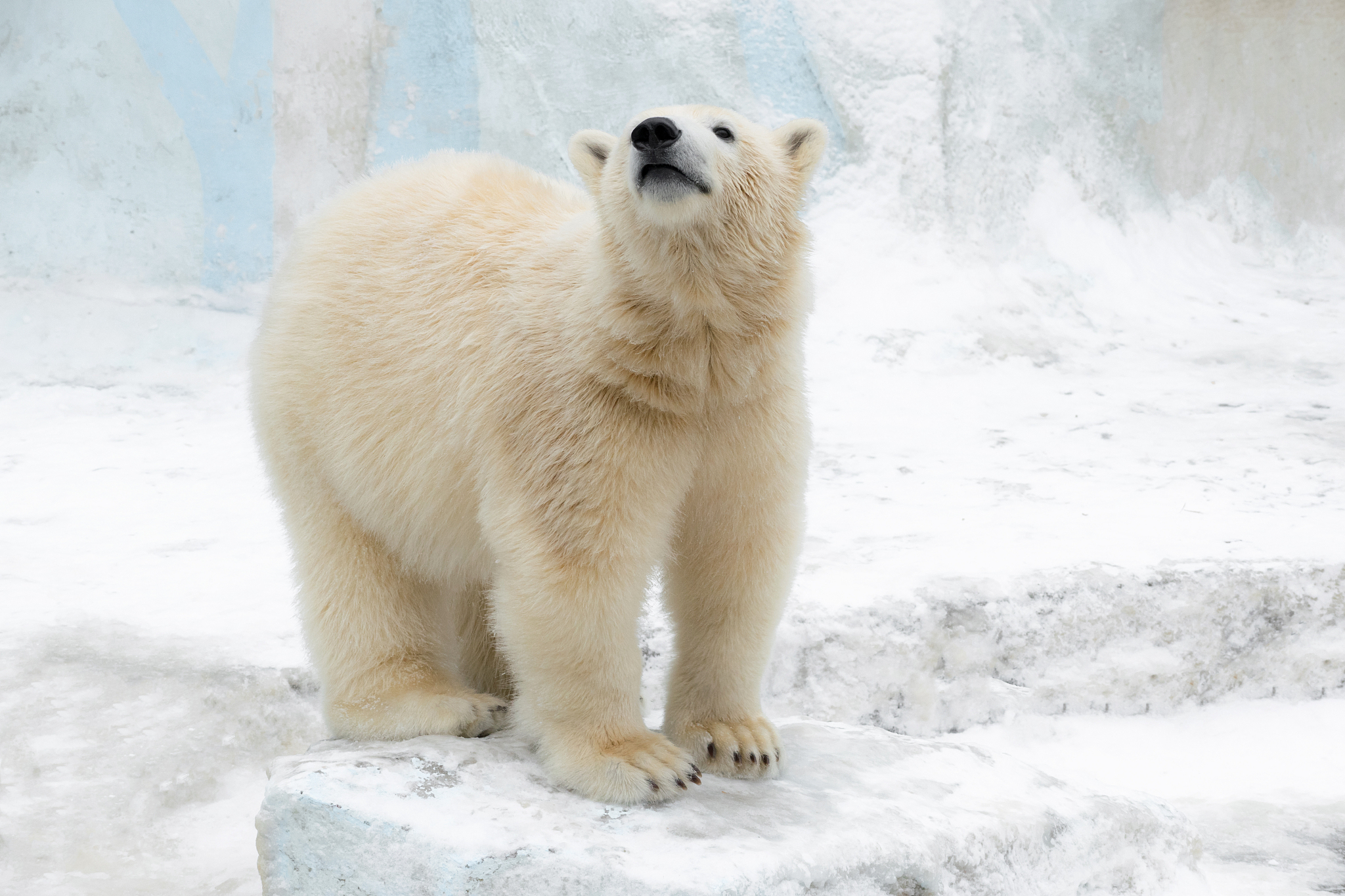 什么凶猛的动物是白色的不少于五个