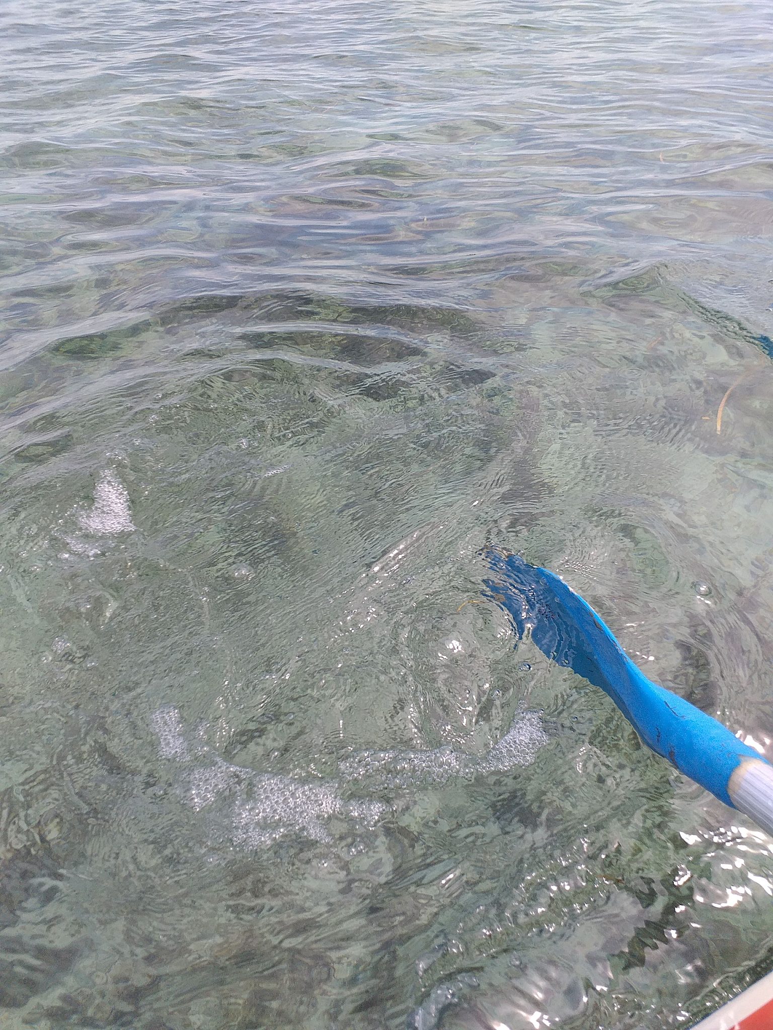 虾塘10亩需要多少斤漂白粉帮我用200字详细描述